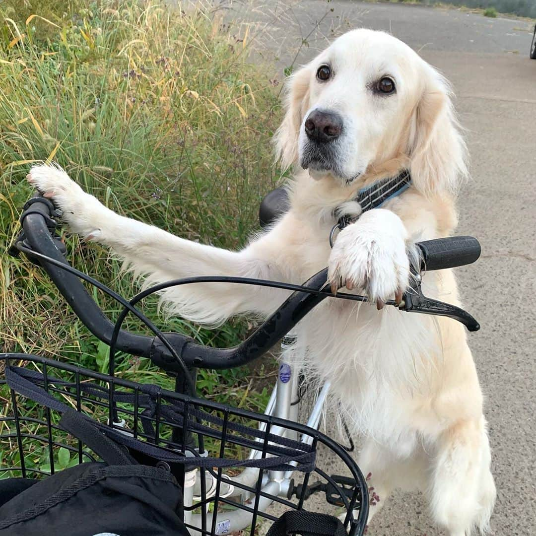 P太郎ママさんのインスタグラム写真 - (P太郎ママInstagram)「サイクリング🚴‍♂️日和！ 放置自転車🚲を見つけたら、、、 必ず撮らなくちゃ！ ほんとは、子ども用自転車きぼーなんだけどなー。 #自転車犬」11月10日 19時06分 - ptarodada