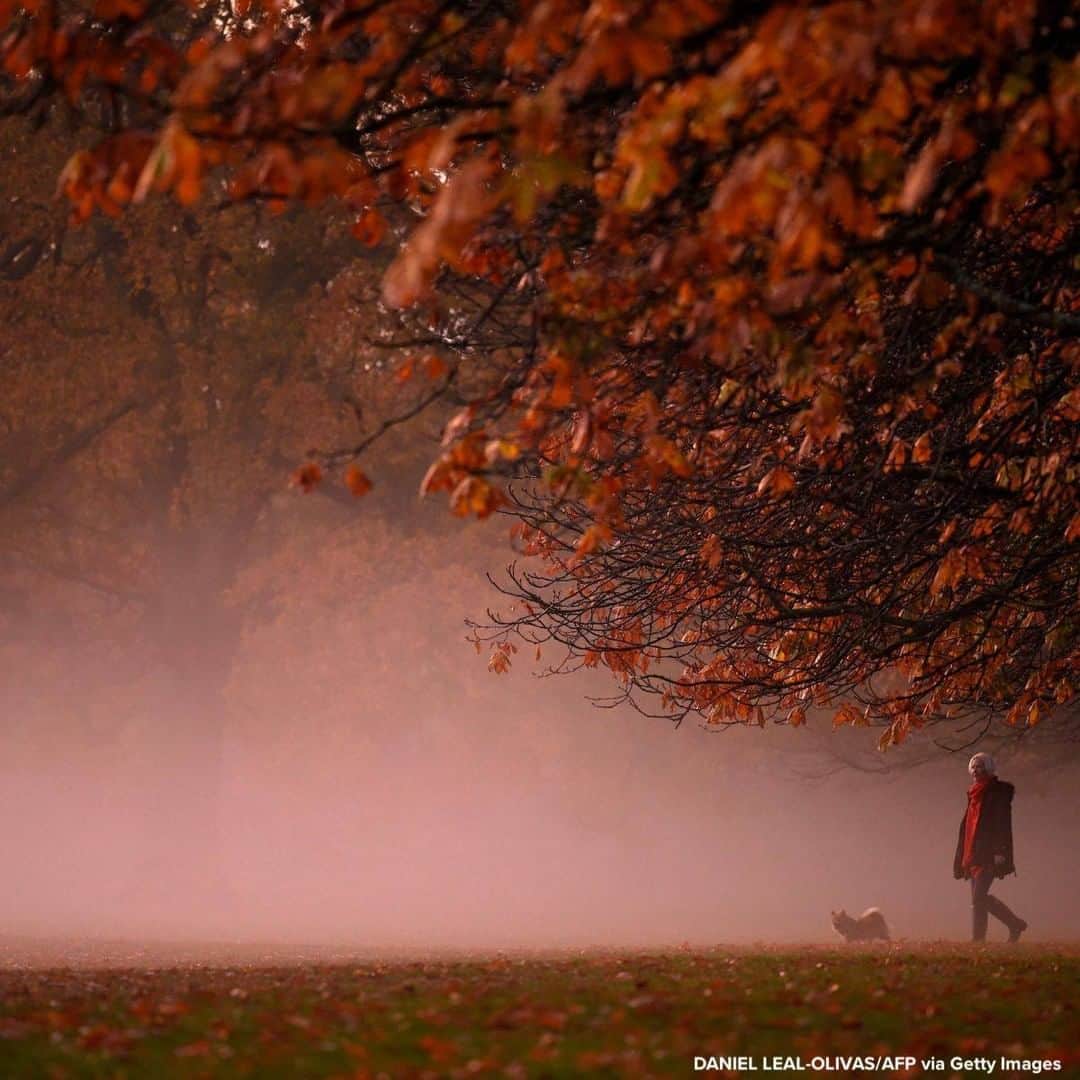 ABC Newsさんのインスタグラム写真 - (ABC NewsInstagram)「Dog walker strolls in the morning mist at sunrise in Greenwich Park, London.」11月10日 19時10分 - abcnews