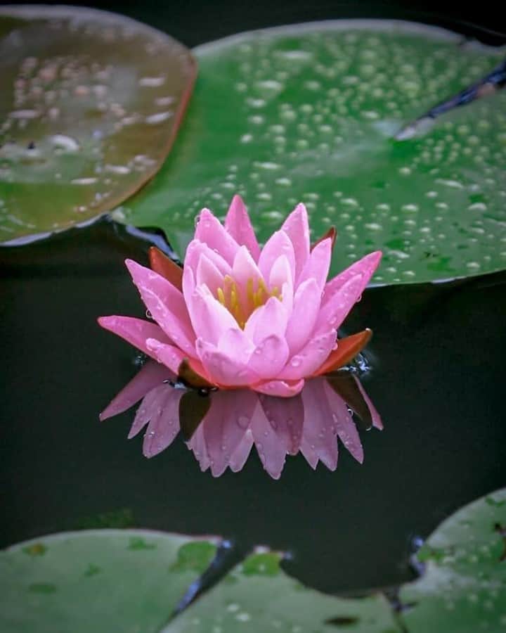花の写真館のインスタグラム：「Photo by Etsuko Aizaki.⠀ .⠀ Original Post[投稿いただいたURL]⠀ https://www.facebook.com/photo.php?fbid=733668254128656⠀ .⠀ 本アカウントは、 #私の花の写真 をつけてInstagramに投稿された皆さまの花の写真や、「花の写真館」Facebookページで投稿された花の写真を紹介します。⠀ 「花の写真館」Facebookページは、「 @floral.photograph 」のプロフィールにあるURLからご覧ください。⠀ .⠀ ※各自、政府、自治体など公的機関の指示に従った行動をお願いします。⠀⠀ 東京カメラ部および分室では、写真を「見る楽しみ」を提供することを通して、微力ながら皆様にわずかな時間でも癒しをお届けしたいと思っております。⠀ ※本アカウントは東京カメラ部がFacebook、Instagramのサービスを利用して運営しているもので、Facebook社・Instagramとは一切関係ありません。⠀ .⠀ #花の写真館 #floralphotograph #floralphoto #flower #flowers⠀ Follow: @floral.photograph」