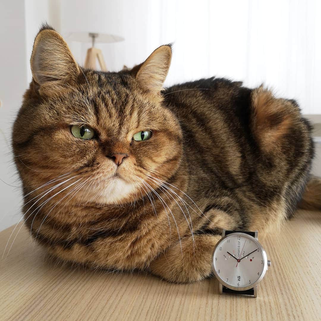 寅次郎（とらちゃん）さんのインスタグラム写真 - (寅次郎（とらちゃん）Instagram)「☆ @nomonday_jp さまのモニター企画に参加しています⌚ . シンプルでカッコイイ時計とツーショットにゃ✨✨ . クーポンコードで10%offになります。 【toracju】 良かったらお使いくださいね。 . #ノーマンデー #時計 #腕時計 #nomonday #手元倶楽部 #cat #cute #meow #貓 #ねこ #無敵の親バカ同盟  #にゃんすたぐらむ」11月10日 19時36分 - torachanthecat