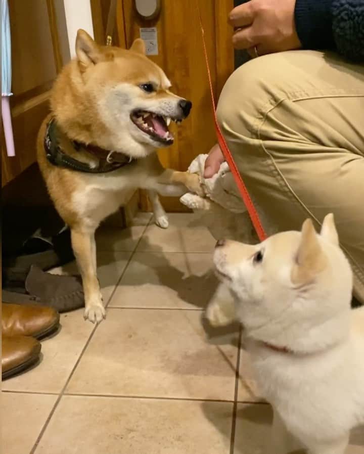 のインスタグラム：「お散歩後のフキフキな豆千代くんとモッチー🐾﻿ ﻿ ——————————————————— ﻿ #子犬　#puppy  #강아지　#小狗　#豆柴 #柴犬 #犬  #shiba  #shibainu #mameshiba #гөлөг #9gag  #9gagpets #barked  #癒し  #dog #pet  #多頭飼い　#白豆柴　#白柴 #animal  #イコール　#petstagram  #anicas  #サンデイ」