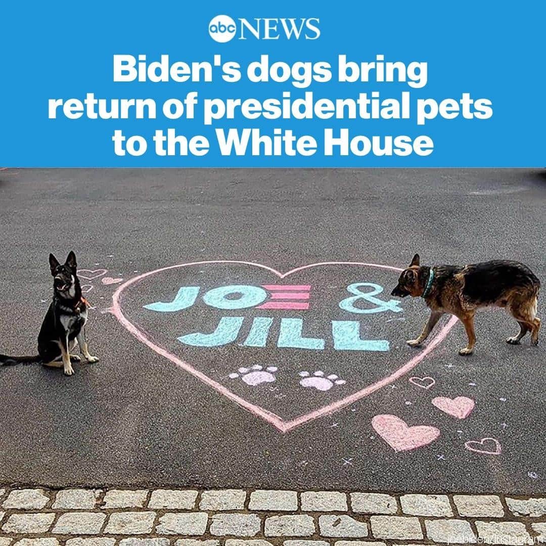 ABC Newsさんのインスタグラム写真 - (ABC NewsInstagram)「For the first time in four years, pets are heading back to the White House. SEE MORE AT LINK IN BIO. #joebiden #pets #dogs #animals #whitehouse」11月10日 20時06分 - abcnews
