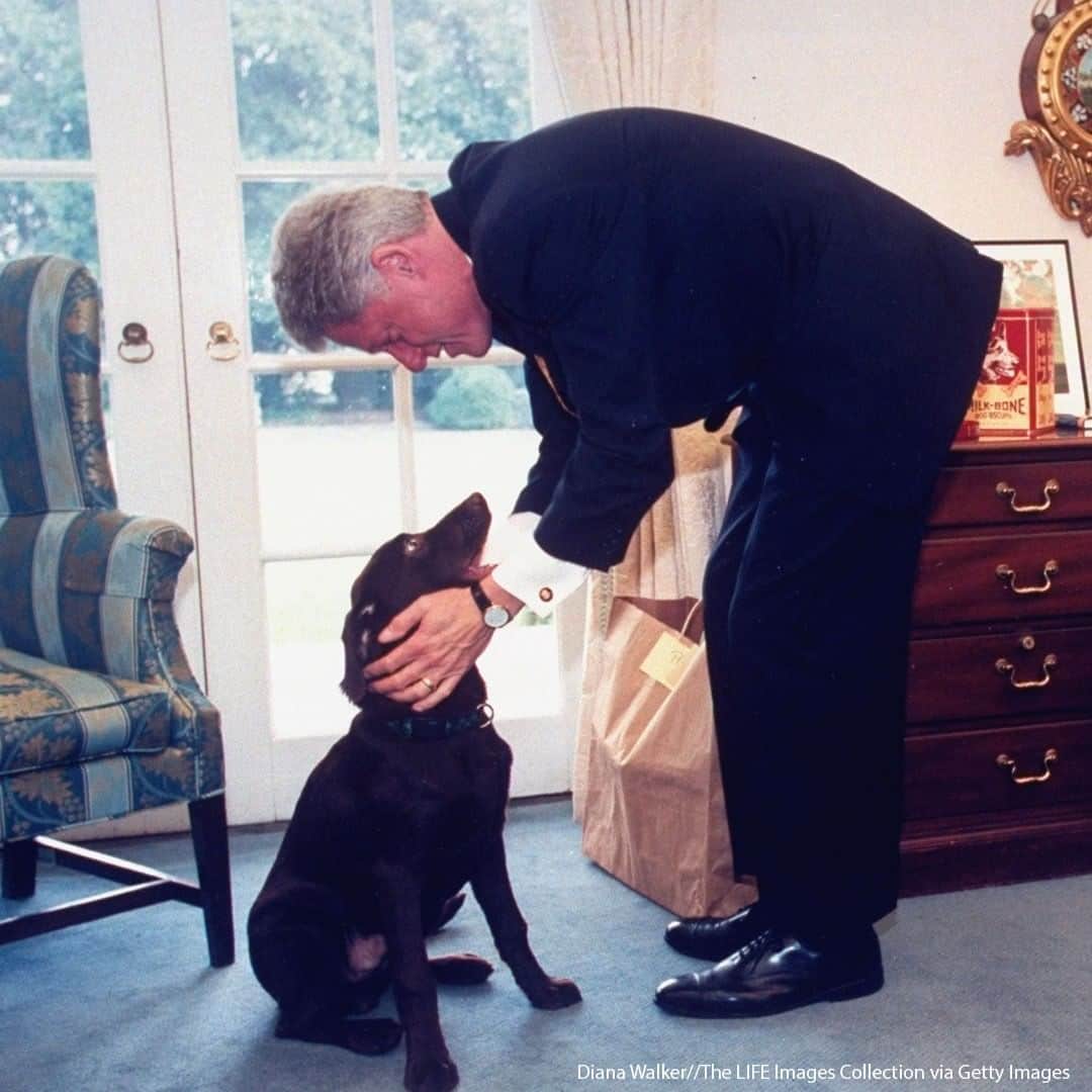 ABC Newsさんのインスタグラム写真 - (ABC NewsInstagram)「PRESIDENTIAL PETS: President-elect Joe Biden will be bringing dogs back into the White House for the first time in four years. Biden owns two German Shepherds, Champ, who he purchased from a breeder, and Major, who he and his wife Jill adopted from the Delaware Humane Association in November 2018. While Major becomes the the first rescue dog in residence, pets have a long history in the corridors of power. Here’s some other four-legged friends from years gone by. #pets #politics」11月10日 20時00分 - abcnews