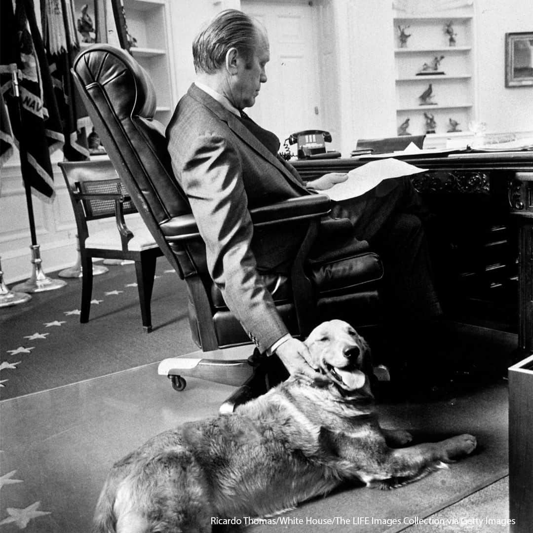 ABC Newsさんのインスタグラム写真 - (ABC NewsInstagram)「PRESIDENTIAL PETS: President-elect Joe Biden will be bringing dogs back into the White House for the first time in four years. Biden owns two German Shepherds, Champ, who he purchased from a breeder, and Major, who he and his wife Jill adopted from the Delaware Humane Association in November 2018. While Major becomes the the first rescue dog in residence, pets have a long history in the corridors of power. Here’s some other four-legged friends from years gone by. #pets #politics」11月10日 20時00分 - abcnews