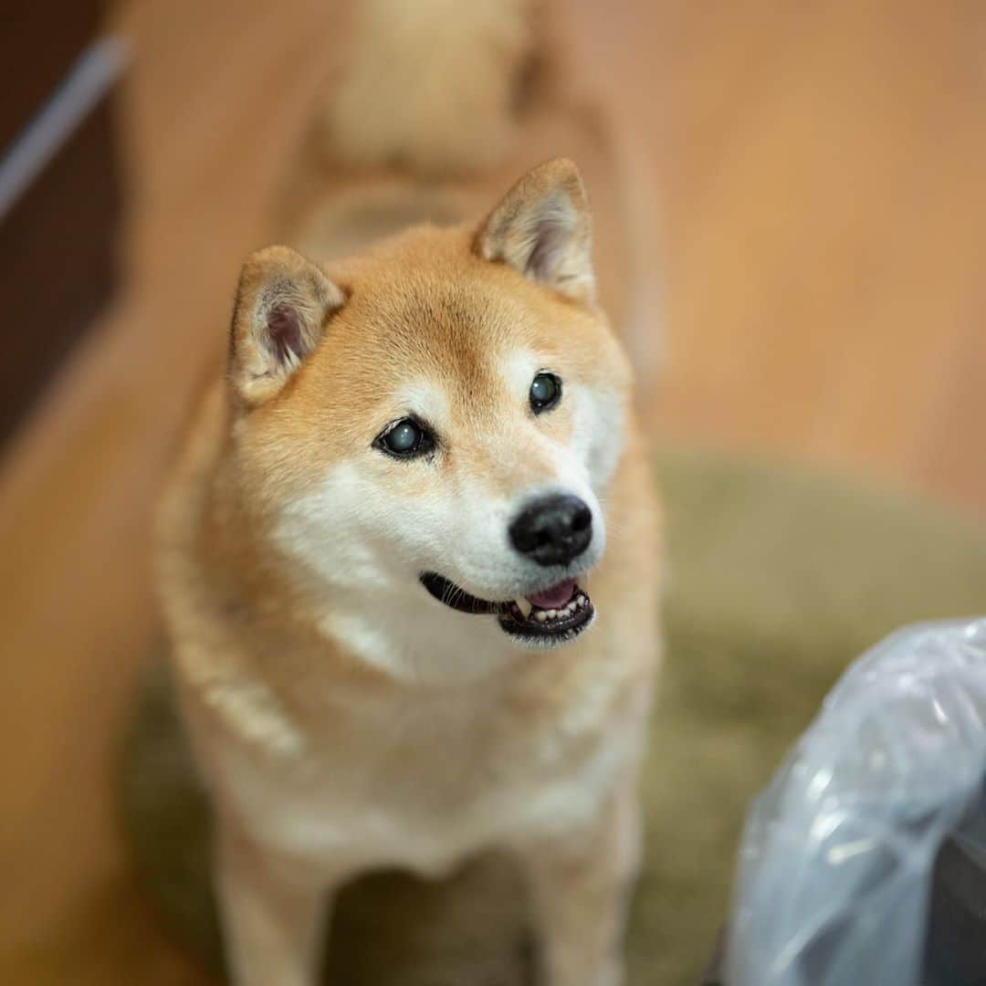 まる（まるたろう）さんのインスタグラム写真 - (まる（まるたろう）Instagram)「Give me a snack!✨🐶☺️✨ママ！それ何？柿かな🧐 #柿の形したオヤツだ〜 #秋っぽくて最高だね #ママに2兆ポイントつけとくね #永久不滅ポイントだから安心していいよ #ダイヤモンドメンバーだから #パパもコツコツ貯めないとね☺️」11月10日 20時14分 - marutaro