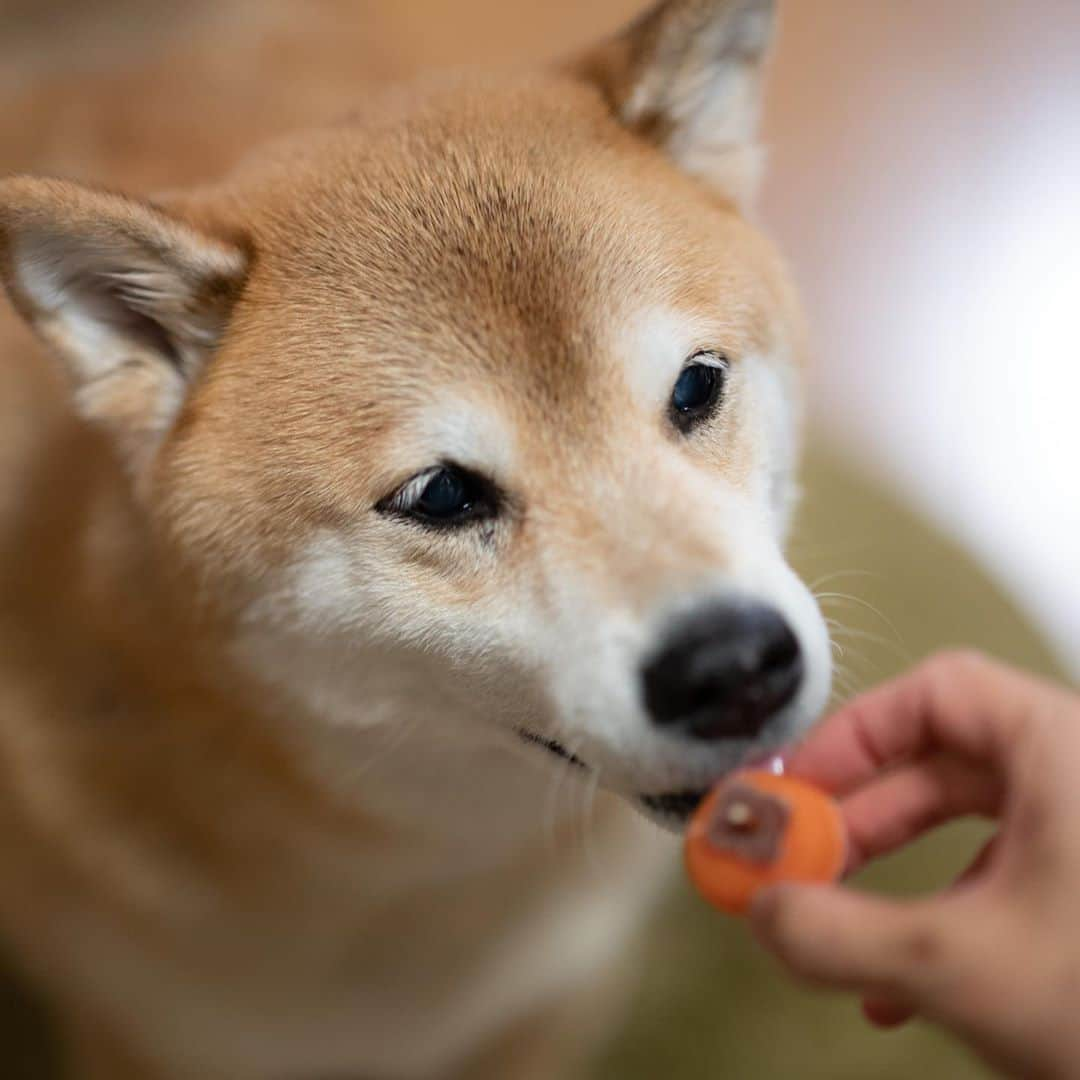 まる（まるたろう）さんのインスタグラム写真 - (まる（まるたろう）Instagram)「Give me a snack!✨🐶☺️✨ママ！それ何？柿かな🧐 #柿の形したオヤツだ〜 #秋っぽくて最高だね #ママに2兆ポイントつけとくね #永久不滅ポイントだから安心していいよ #ダイヤモンドメンバーだから #パパもコツコツ貯めないとね☺️」11月10日 20時14分 - marutaro