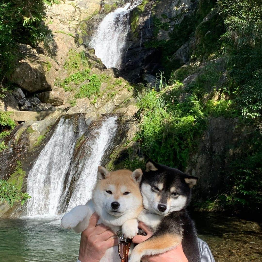 豆柴なつ&ふゆさんのインスタグラム写真 - (豆柴なつ&ふゆInstagram)「We go to the south of the Amami island😊💕 今日は南の方へ😊💕 黒マグロ養殖で有名な瀬戸内町にホノホシ海岸にアランガチの滝🌟  #奄美大島　#せとうち海の駅 #ホノホシ海岸 #アランガチの滝 #マグロ #犬連れ旅行 #travel #わんこと旅行  #旅行 #ビーチ#シバフル #わんダフォ #shibamania  #柴犬ライフ#pecoいぬ部 #shiba_snap  #instashiba#cutedogs  #柴犬#shiba #shibainu #shibastagram  #pecoいぬ部 #犬バカ部 #shibainumag_feature #instafollow #dogoftheday  #🐕📷 #theshibasociety  #柴  #柴犬マニア」11月10日 20時08分 - mameshiba.natsuinu56