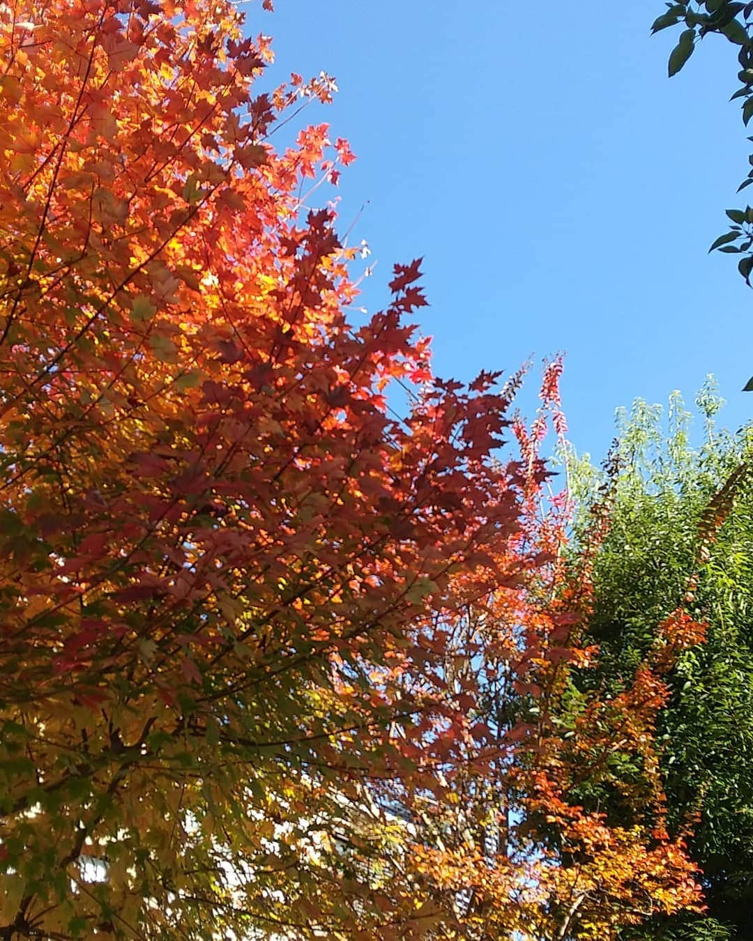 春山恵理のインスタグラム：「このところの冷え込みで、家の隣の公園にあるカエデの木が一気に色づいてきました。 去年は台風の塩害のせいで色づきがイマイチだったけたど、今年は特にきれいな気がする。  #紅葉  #紅葉🍁  #秋の風景  #空が好きな人と繋がりたい  #空が好き  #神奈川県  #近所  #公園」