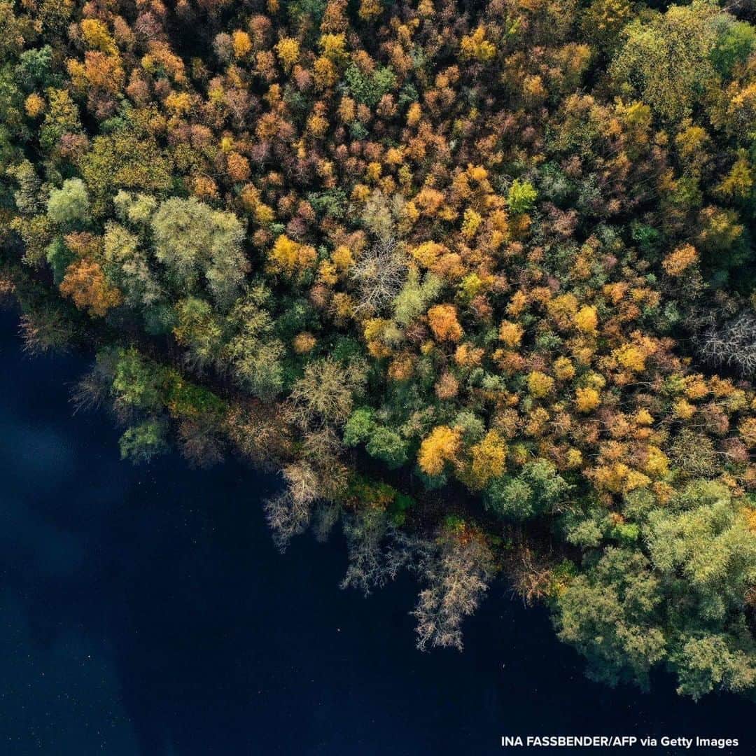 ABC Newsさんのインスタグラム写真 - (ABC NewsInstagram)「Autumnal colored trees seen from above at the Hengsteysee lake in Hagen, western Germany.」11月10日 20時11分 - abcnews