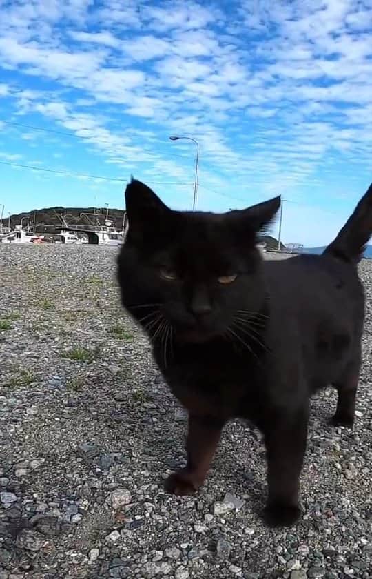 感動猫動画のインスタグラム