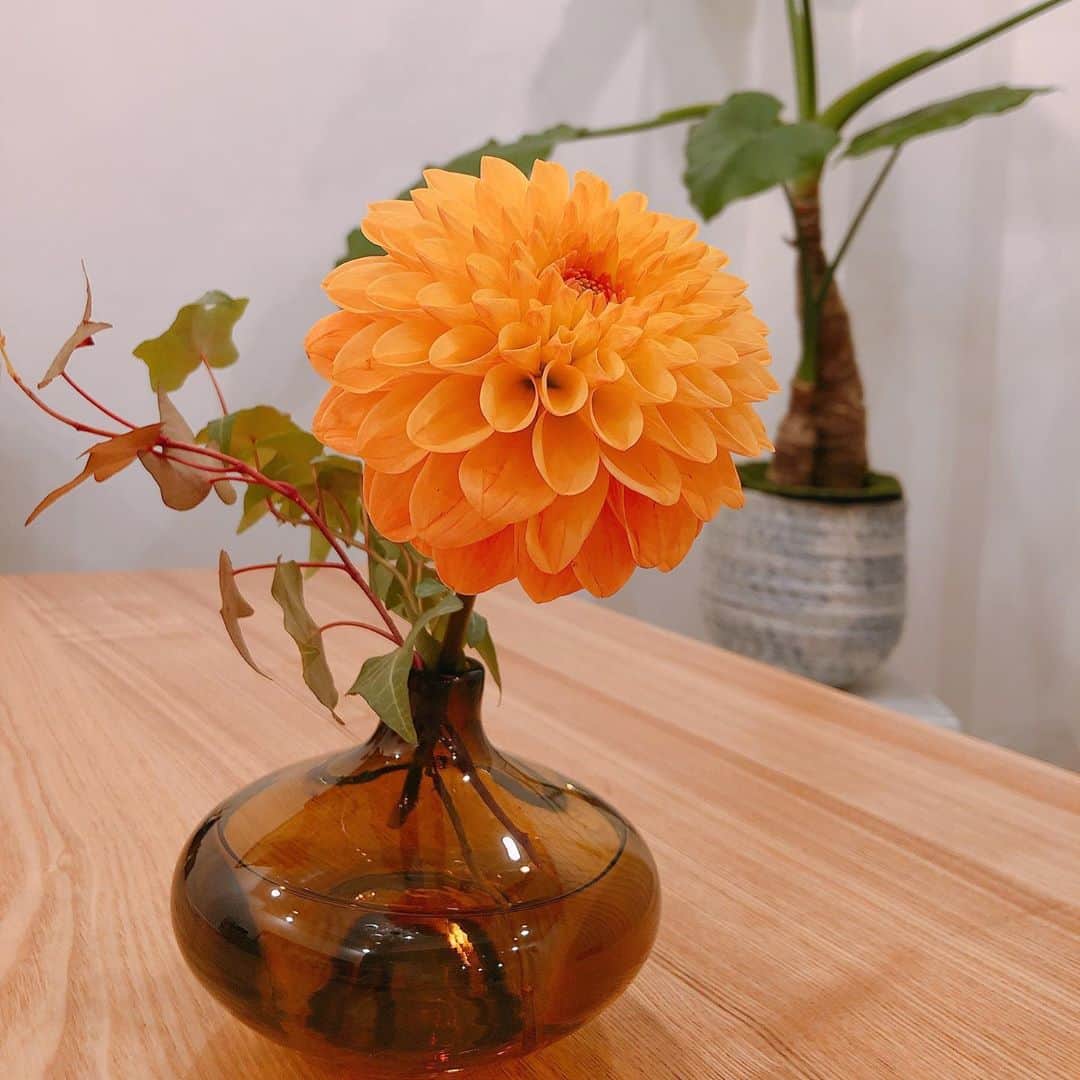 麻生夏子さんのインスタグラム写真 - (麻生夏子Instagram)「私は、お花をすぐ枯らす女です… 旦那様はこういうのが非常にお得意。私は眺めてるだけ。  お花も久々に飾りましたが、あると良いものですね。なんだかほっこりします。 明日からがんばります…明日から。笑」11月10日 20時58分 - natsukoaso0806
