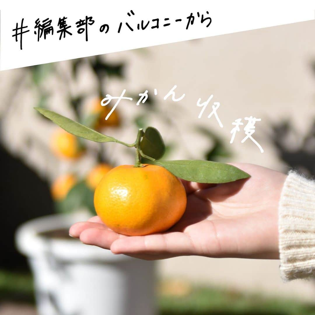 LOVEGREEN -植物と暮らしを豊かに。のインスタグラム