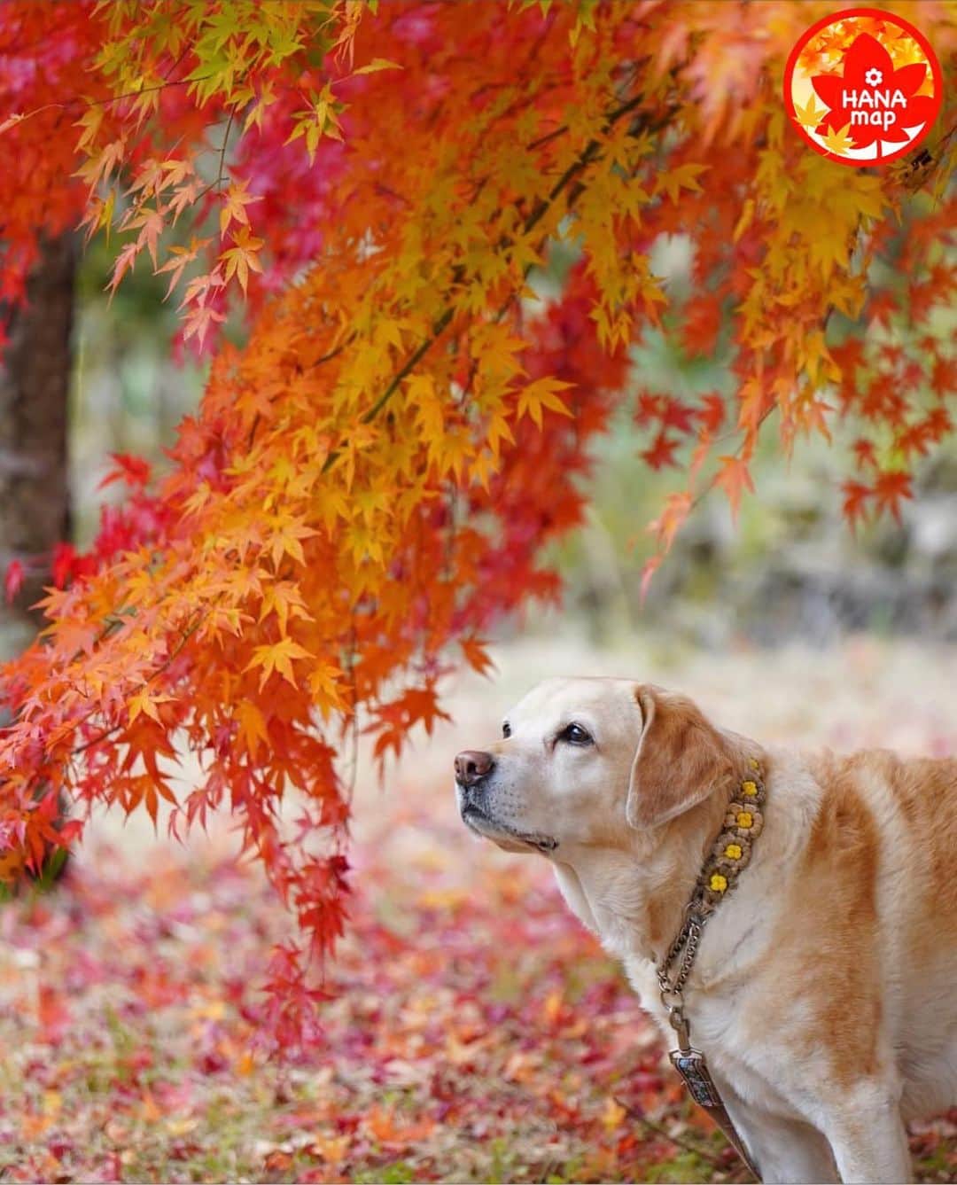 はなまっぷ❁日本の花風景さんのインスタグラム写真 - (はなまっぷ❁日本の花風景Instagram)「🍂🍁はなまっぷの紅葉まつり🍁🍂 *  @yuko36iroha さんの 紅葉に花まるを💮 * 色とりどりに染まる美しい日本の秋をありがとうございます😊🍁🍂 * 長野　#もみじ湖 Minowa, Nagano Pref. * 見頃を過ぎている場所もご紹介しています。 お出かけの際はHP等で最新の情報をご確認くださいね🙏🍁 * 🍁•••🍂•••🍁•••🍂•••🍁•••🍂 * 🍂🍁はなまっぷの紅葉まつり🍁🍂 〜紅葉の季節が終わる頃まで #はなまっぷ  のタグの中から、紅葉のお写真をご紹介させていただきます。期間中はランダムに、複数枚投稿でもご紹介させていただく場合がございます。 * #秋#紅葉#風景#はなまっぷ」11月10日 21時04分 - hanamap