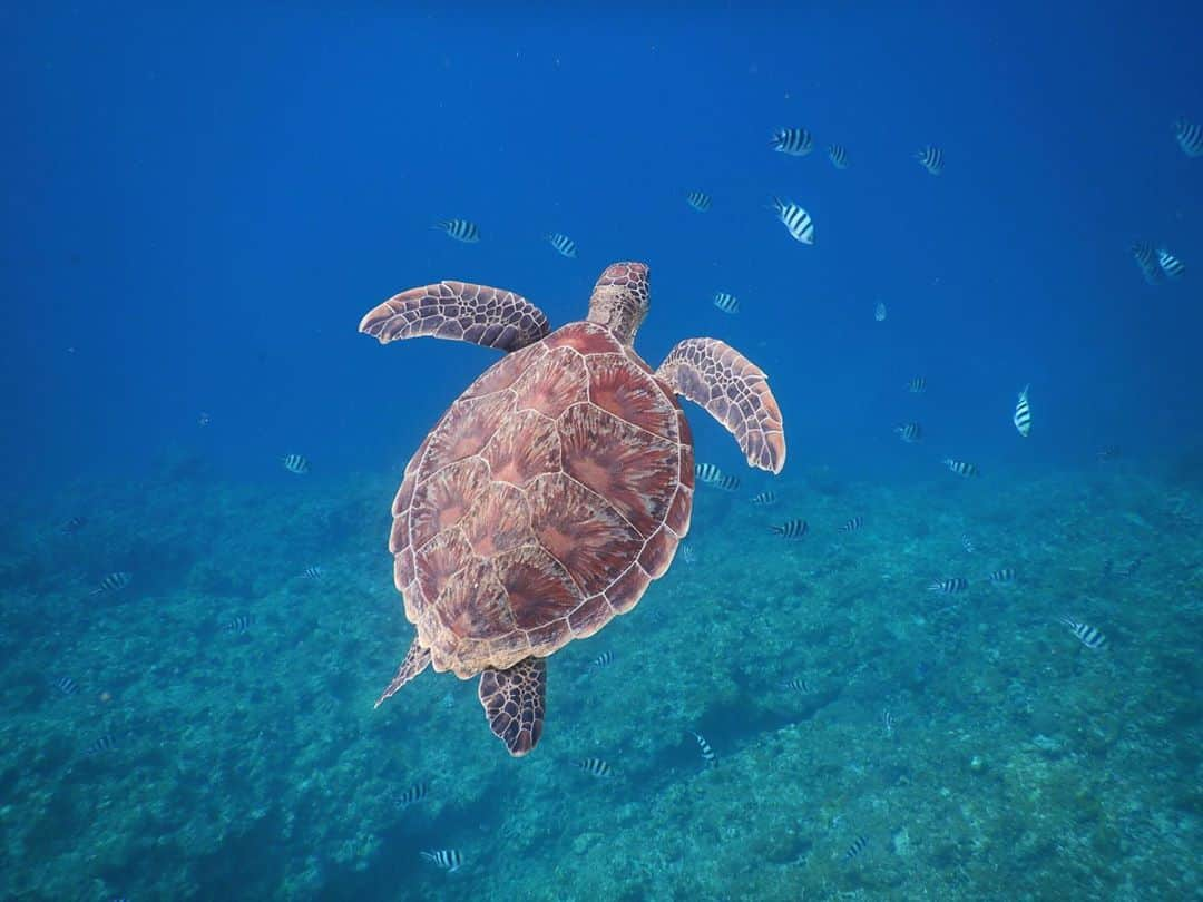 寺田安裕香のインスタグラム：「🐢 いつかウミガメと泳ぎたい という夢も叶えてきました🌈 これは一緒に行ったお姉さんに 送っていただいた写真たち✨ わたしは泳ぐのと見るのに必死で １枚も撮れませんでした、、笑 ウミガメの呼吸も目の前で見れたの！感動！ とても良い経験ができた🥺✨✨ ・ ・ ・ #旅行 #海 #石垣島 #癒し #シュノーケル #ウミガメ #japanesegirl #travel  #japan #okinawa #sea #instagood #love #beautiful  #여행#여행스타그램 #좋아요 #漂亮 #赞 #粉我」