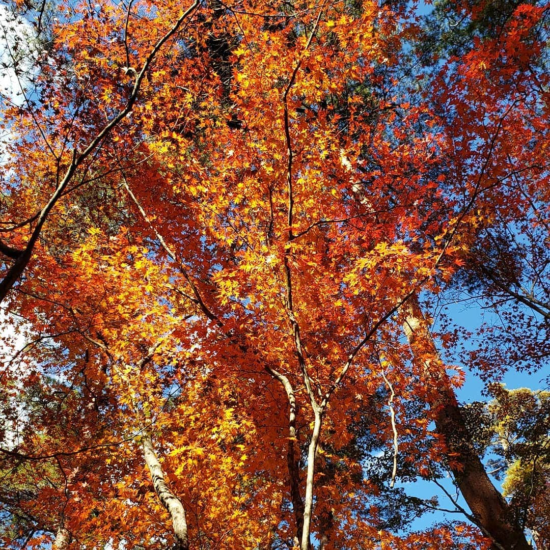 滝沢杏弥さんのインスタグラム写真 - (滝沢杏弥Instagram)「🍁#紅葉#japan#autumn」11月10日 21時31分 - aya_takizawa_