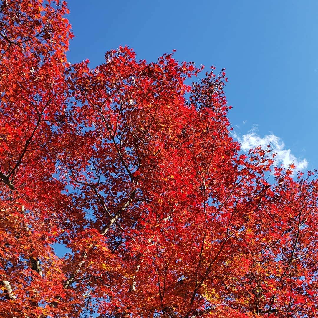滝沢杏弥のインスタグラム：「🍁#紅葉#japan#autumn」