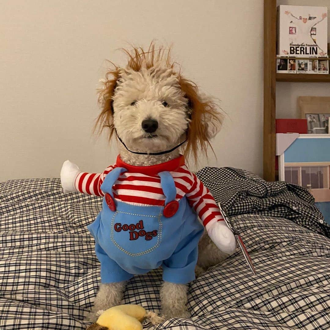 キム・ダヘのインスタグラム：「그 어떤... 처키보다 무습다.. 늦은 할로윈..;; 🐶🦁」