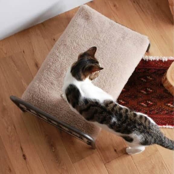 journal standard Furnitureさんのインスタグラム写真 - (journal standard FurnitureInstagram)「【RECOMMEND ITEM】 "SENS BED for CAT”  「愛猫にも居心地の良いスタイリッシュな居場所を」  JSF定番商品「SENS BED」に猫用のサイズが登場しました。 JSFのインテリア空間に合う、素材感のある鉄素材のベッドフレームです。  猫を飼っている方にも、飼っていないけど猫がたまらなく好き、そんな方にも楽しんで頂けるアイテムです。  SENS BED for CAT ¥14,000+tax SENS BUNK BED for CAT ¥24,000+tax ※クッションは別売りです。  #journalstandardfurniture #acmefurniture #baycrews #furniture #interior #cat #bed」11月10日 21時34分 - js_furniture