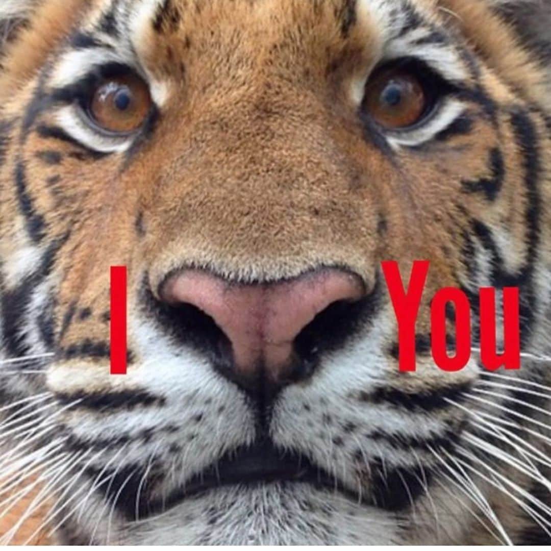 Black Jaguar-White Tiger さんのインスタグラム写真 - (Black Jaguar-White Tiger Instagram)「My statement from 6 years ago still stands. Thanks for all your Love, Blessings and economical support se t our way through the years... #Tierris (The @kymshe Nose)」11月10日 21時50分 - blackjaguarwhitetiger