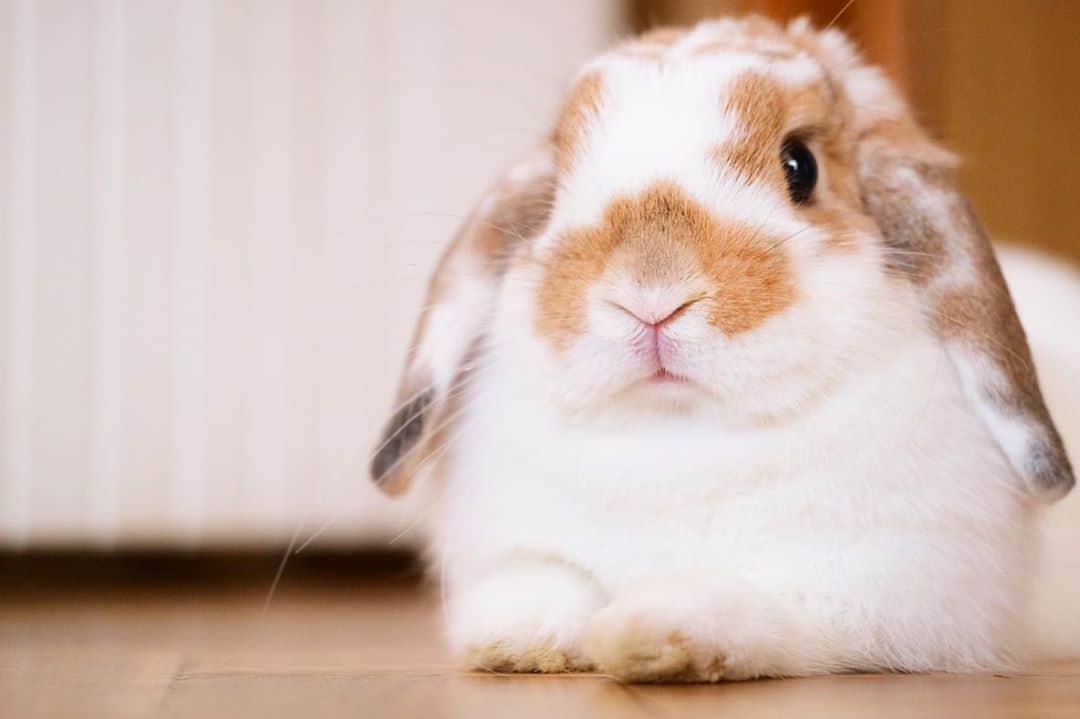 usagraphさんのインスタグラム写真 - (usagraphInstagram)「おしとやかなリンリンだにょ🐶 ＊ ＊ ＊ #うさぎ　#rabbit #bunny #ふわもこ部  #WeeklyFluff #igersjp  #tokyocameraclub #東京カメラ部  #神戸カメラ部  #bunnystagram  #うさぎ部 #ホーランドロップ #hollandlop  #ファインダー越しの私の世界 #art_of_japan #myfujilove  #今日もx日和」11月10日 21時59分 - usagraph