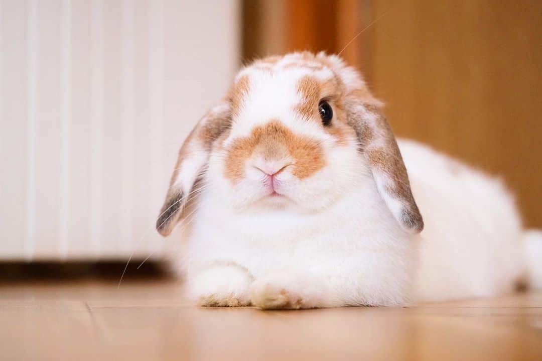 usagraphさんのインスタグラム写真 - (usagraphInstagram)「おしとやかなリンリンだにょ🐶 ＊ ＊ ＊ #うさぎ　#rabbit #bunny #ふわもこ部  #WeeklyFluff #igersjp  #tokyocameraclub #東京カメラ部  #神戸カメラ部  #bunnystagram  #うさぎ部 #ホーランドロップ #hollandlop  #ファインダー越しの私の世界 #art_of_japan #myfujilove  #今日もx日和」11月10日 21時59分 - usagraph