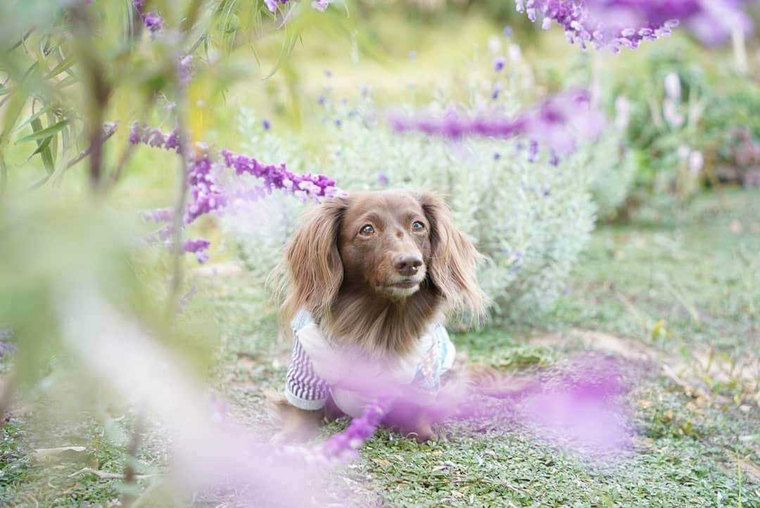 etsukoのインスタグラム：「* 2020.11.10 💜 * * * 🐶💬 『まだ綺麗に咲いてたですよー\(*ˊᗜˋ*)/♡』 * * * 👧💬 『紫色のお花…好きだなぁ(//∇//)』 * * * いつものお散歩コースで 先日見つけたお花。 まだ綺麗に咲いてましたぁ(ㅅ´ ˘ `)♡ * * * #あろまっぷ #ミニチュアダックスフンド  #ミニチュアダックス #ダックスフンド #ダックス #チョコソリッド #チョコソリ #犬のいる暮らし  #inuくらぶ_jpn  #inuclub_jpn  #miniaturedachshund  #miniaturedachs  #dachshund #dogoftheday  #dogstagram  #ig_dogphoto  #ig_flower  #whim_fluffy #wp_flower  #todayswanko  #hiratsukagood #alohahappy🐶 * * *」