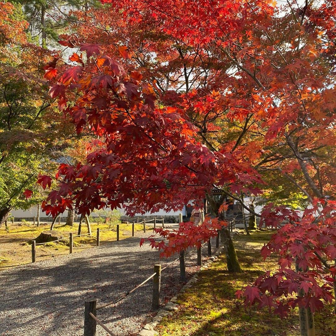 太田奈緒さんのインスタグラム写真 - (太田奈緒Instagram)「🍁」11月10日 22時16分 - tanao_official