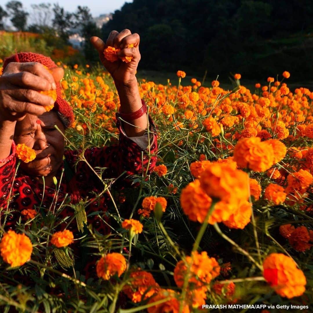 ABC Newsさんのインスタグラム写真 - (ABC NewsInstagram)「Woman harvests marigold flowers ahead of the upcoming Diwali festival in Ichangu Narayan village, on the outskirts of Kathmandu.」11月10日 22時13分 - abcnews