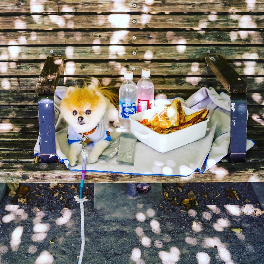 ポテチンさんのインスタグラム写真 - (ポテチンInstagram)「Picnic 🧺」11月10日 22時21分 - pom.potechin