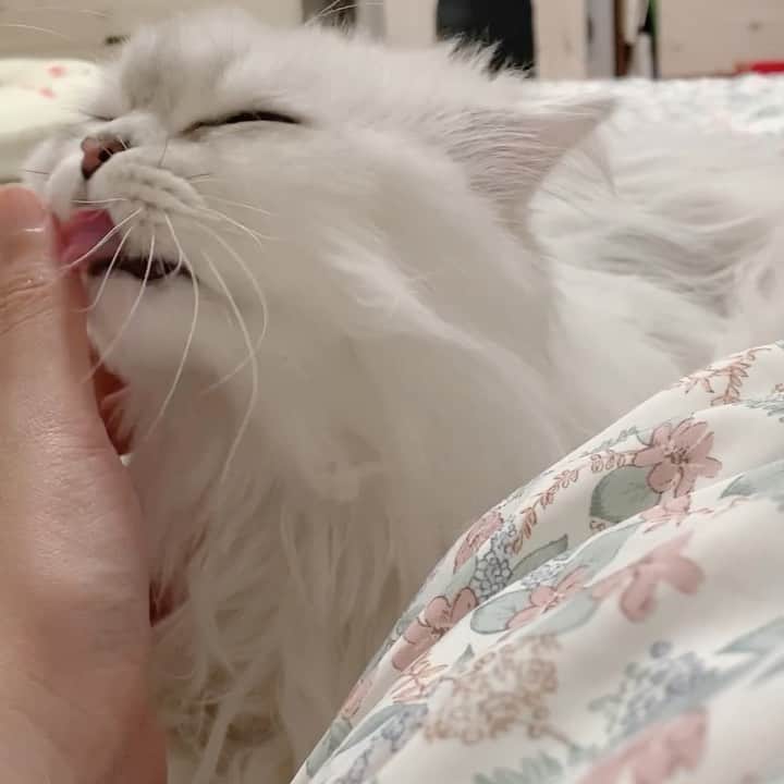 후추네큰언니のインスタグラム：「히힣 🥰❤️❤️❤️  #후추  #고양이  #냥스타그램 #캣스타그램  #Hoochu #Hoochuthecat #cat #cats #catstagram #catsofinstagram #topcatphoto #bestmeow #ilovecat #cute #fluffy #petstagram #instacats」
