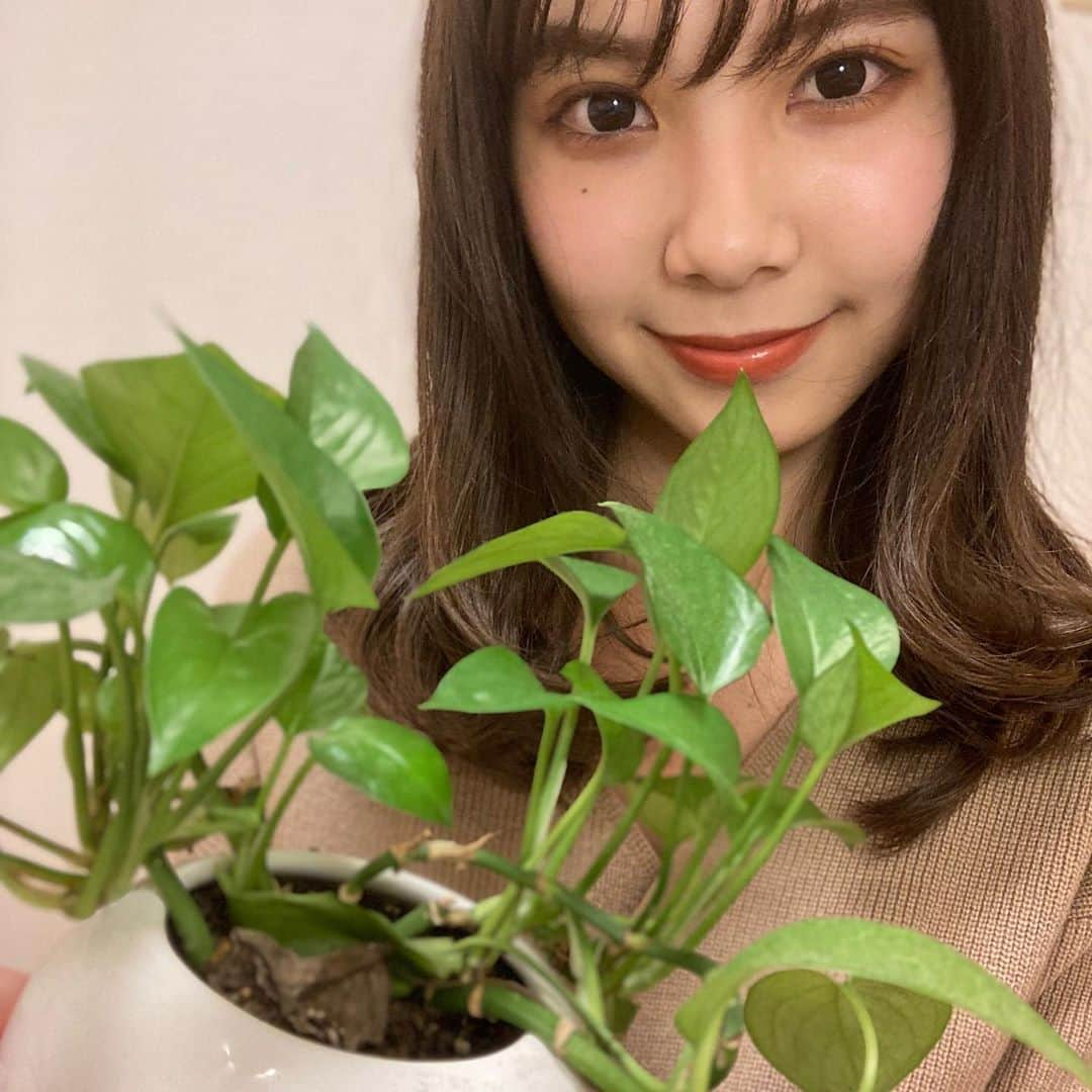 山﨑愛麻さんのインスタグラム写真 - (山﨑愛麻Instagram)「皆さんこんばんは🌛  これは私が今育てているポトスです！🌱 皆さんは何か育てているもの はありますか？👀  #えまにぽちっとな  残り10回です！ 寝る前にして頂けると嬉しいです🌛  #國學院大學  #ミスコン2020 #ミスコンテスト  #ミス國學院  #山崎愛麻  #えまにぽちっとな  #ポトス  #植物のある暮らし」11月10日 22時30分 - ema_yamazaki