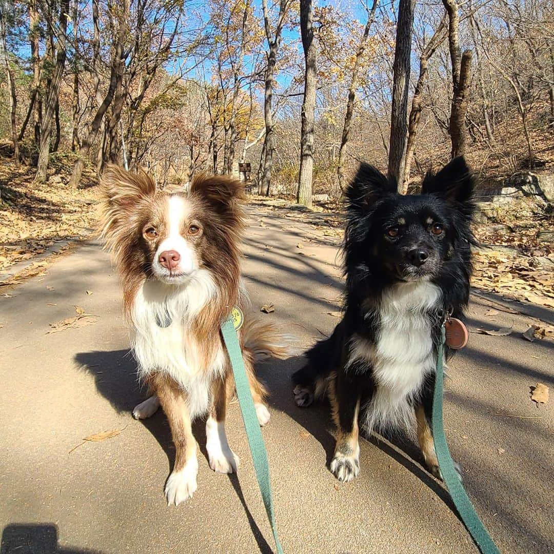 キム・ジャインさんのインスタグラム写真 - (キム・ジャインInstagram)「호기롭게 떠난 수락산 산행, 수락산이 꽤 험할꺼라고 어느정도 예상은했지만, 시즌때보다 10키로 이상 늘어난 몸무게를 이고, 독도바다까지 케어하면서 가려니 생각보다 너무나 빡쎈것...😭 포기없는 끈기와 인내로 정상까지는 겨우 찍었는데, 내려올때 길 두어번 잘못들고 해가 생각보다 빨리져서 까딱하면 뱃속에 뽀민이랑 넷이서 조난당할뻔 😭😭  @outdoor_look 한테 계속 여기맞냐고 귀찮게하고, 나중에 진짜 깜깜해 지려고하는데 끝은 안보이고  갑자기 너무 무서워져서  영환이한테 울면서 전화함ㅜㅜㅋㅋㅋㅋㅋ 혼등은 제법 위험한거였구나, 등산은 다른사람들이랑 같이 가야하는거구나...하아 😇😇 그래두 아가들 멋진 사진들 건졌다 에헤헤, 등산내내 나보다 훨씬 쌩쌩하던 우리 독도바다형제 🤡🤡 ⠀ #반려견 #사지말고입양하세요 @beaglerescuenetwork @gyeongsan_dogs」11月10日 22時31分 - allezjain