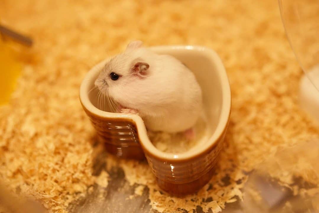 なみなみのインスタグラム：「♪ 新しい家族が増えました🍼  ハムスターのふーたくんです🐹  ナカヨクシテネ？🐣」