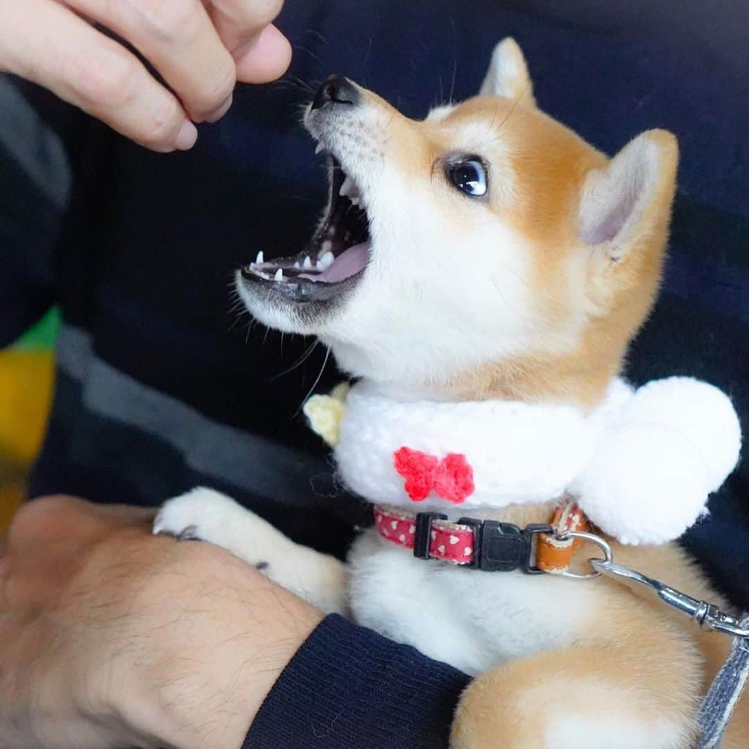 豆柴にこちゃんさんのインスタグラム写真 - (豆柴にこちゃんInstagram)「🐶 天使のたまと悪魔のたまが 交互に降臨。  photo byごまみいちゃんママ @gomame06  #蝋人形にしてやろうか  #柴犬#豆柴#pecoいぬ部#犬#shibastagram#petstagram#犬#犬のいる暮らし#shibainu#dog#mameshiba#pecotv#いぬのきもち部#しばいぬ#しばけん#こいぬ#シバイヌ#狗#ペット#子犬#puppy#pet#시바견#강아지#개#instacute#barked#9gag#9gagpets」11月10日 22時35分 - nikochan.mame48