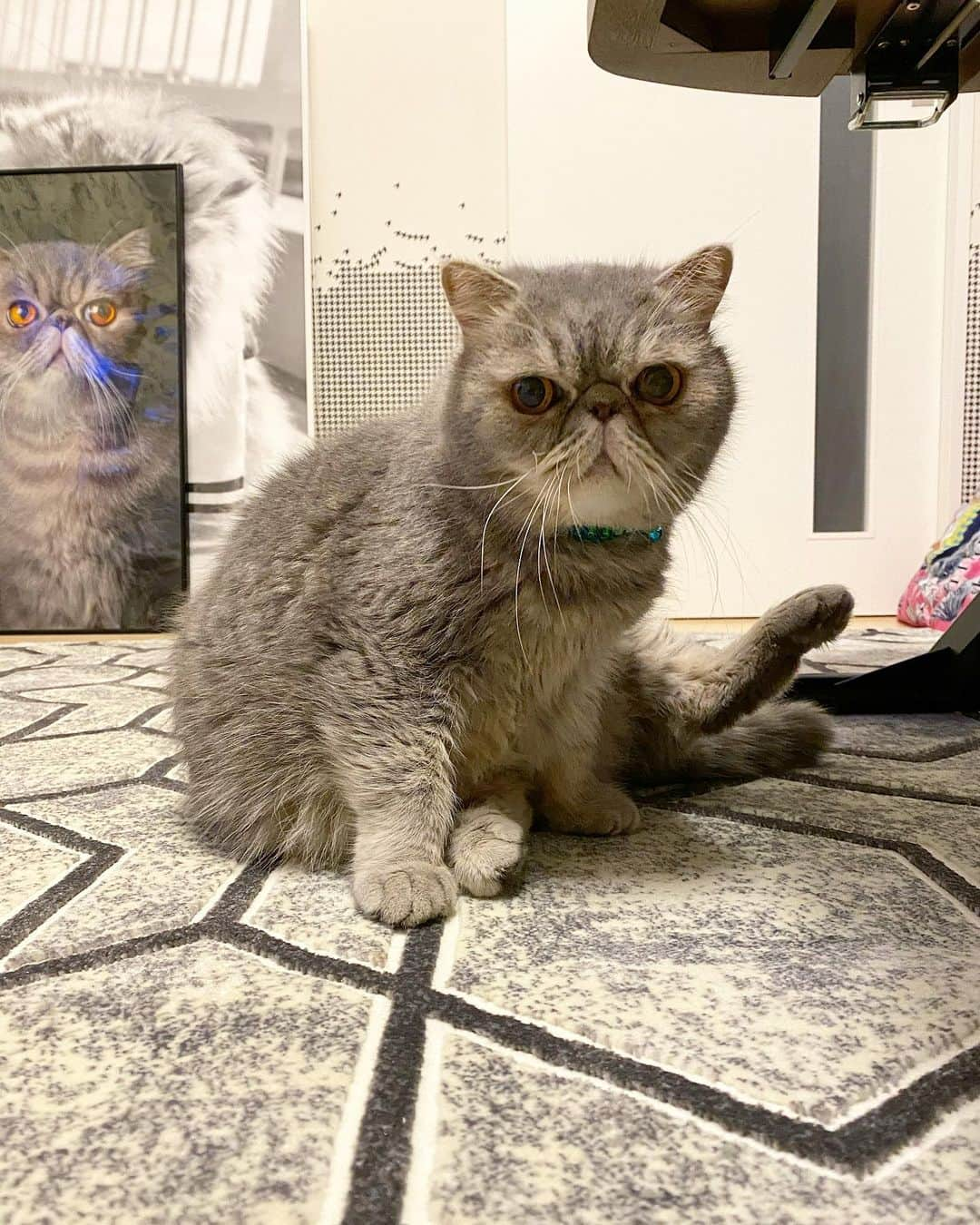 and myuさんのインスタグラム写真 - (and myuInstagram)「WASABI♡ . なんな？わ👀 . . .  #エキゾチックショートヘア #exoticshorthair #exoticcat #エキゾチックロングヘア #exoticlonghair #にゃんすたぐらむ #みんねこ#ピクネコ#pecon#catsofinstagram #ふわもこ部 #ペコねこ部 #子猫#kitten#エキゾ #ぶさかわ#鼻ぺちゃ . .」11月10日 22時45分 - _wasastagram_