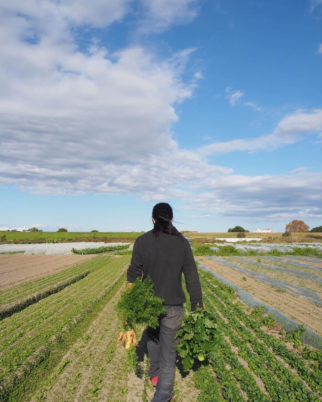 Shogoさんのインスタグラム写真 - (ShogoInstagram)「先日、千葉県我孫子市で農家を営む、自然野菜のらさんの畑を訪ねてきました。  知り合ったのは最近ですが、気さくでニュートラルで柔らかい中野さんの空気感がとても居心地が良く、畑を見せてくれたり、収穫したり、一緒に種撒かせてもらったりの、あっという間の数時間でした。 すんごい満たされた〜。  野菜もなんだか中野さんの空気感がそのまま乗り移ったかのような、生命力はありながらどこか優しそうな雰囲気。  帰って早速、教わった通りにいただいたらバカうまでした。笑  実は、自然野菜のらさんの野菜が購入できるイベントを12月の初旬に開催予定です。  また告知させてください。  ではでは、お楽しみに〜！  中野さんありがとうございました！  @nora_farm」11月10日 22時46分 - shogo_velbed