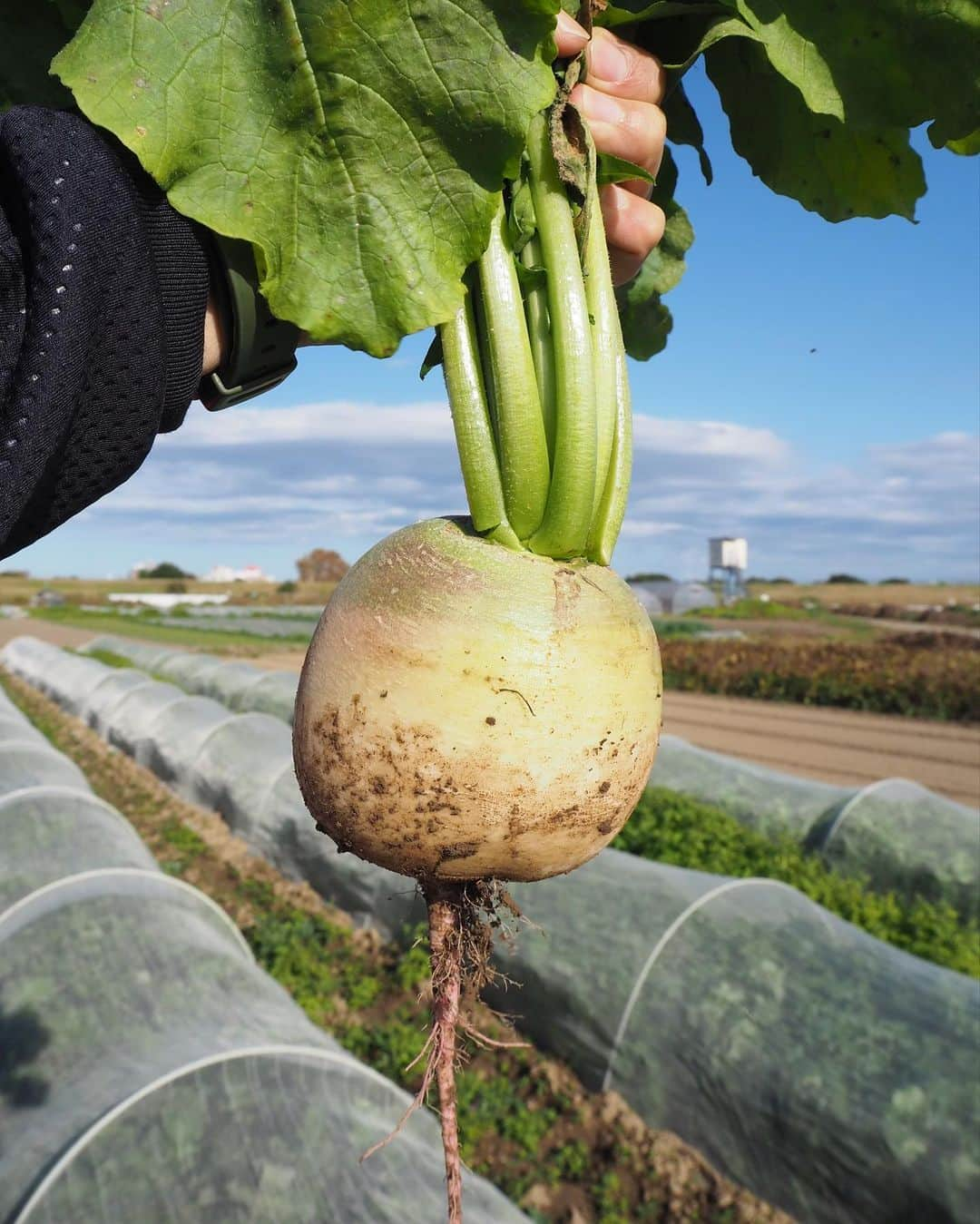 Shogoさんのインスタグラム写真 - (ShogoInstagram)「先日、千葉県我孫子市で農家を営む、自然野菜のらさんの畑を訪ねてきました。  知り合ったのは最近ですが、気さくでニュートラルで柔らかい中野さんの空気感がとても居心地が良く、畑を見せてくれたり、収穫したり、一緒に種撒かせてもらったりの、あっという間の数時間でした。 すんごい満たされた〜。  野菜もなんだか中野さんの空気感がそのまま乗り移ったかのような、生命力はありながらどこか優しそうな雰囲気。  帰って早速、教わった通りにいただいたらバカうまでした。笑  実は、自然野菜のらさんの野菜が購入できるイベントを12月の初旬に開催予定です。  また告知させてください。  ではでは、お楽しみに〜！  中野さんありがとうございました！  @nora_farm」11月10日 22時46分 - shogo_velbed