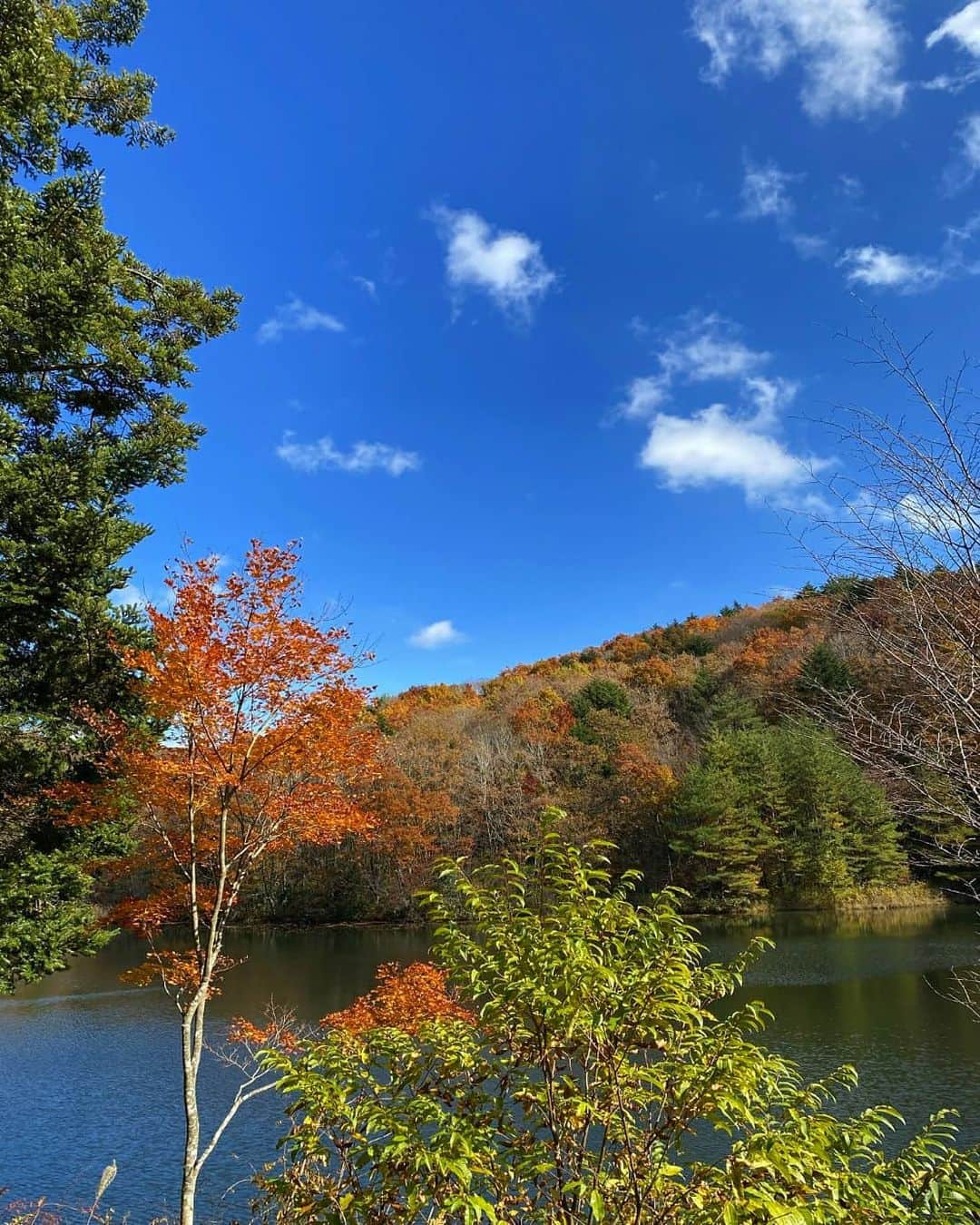 広島ホームテレビ「HOME NEXT neo」さんのインスタグラム写真 - (広島ホームテレビ「HOME NEXT neo」Instagram)「こんばんは🌙 #坪山奏子です  #紅葉狩り シーズン🍁真っ只中！   先週金曜日に取材した  #もみの木森林公園 周辺はまさに見頃で、 自然の芸術の美しさに うっとり～なひとときを過ごせました😆  ちなみに... もみの木森林公園には 7キロ弱の #サイクリングロード 🚲があります🎵 アップダウンもありますが、 小2の娘でも頑張って完走できました！ #電動自転車 のレンタルもあり、 年長の娘は激走する私の後ろに座って ゆっくり紅葉観賞🍁...笑  マイナスイオンを浴びながら 気持ちよく汗がかけますよ✨  夕方は急に寒くなるので、 温かくしてお出かけくださいね💕  私は今日がタイツ初めでした！  #紅葉 #5up #ホームテレビ #アナウンサー #タイツ始めました」11月10日 22時46分 - home.announcers