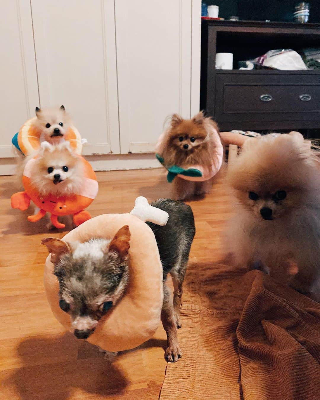 r_oseのインスタグラム：「Pillow squad🍊🍗🍓🦞〰️」