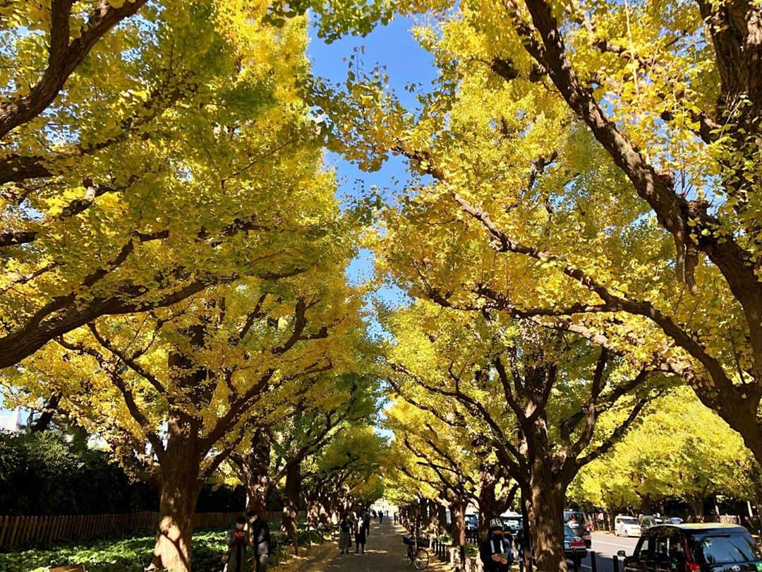 今村涼子さんのインスタグラム写真 - (今村涼子Instagram)「#神宮外苑イチョウ並木 #色づき始め 今年は早めに色づいているようです。」11月10日 22時58分 - ryoko.imamu