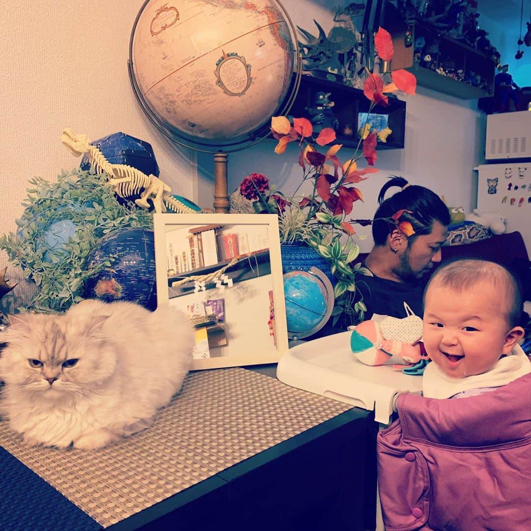 SATOKOさんのインスタグラム写真 - (SATOKOInstagram)「赤ちゃんお座りできるようになったのを撮影したらなんかすんごいわっるい表情の撮れた…w #生後5ヶ月 #猫もなかなかの表情」11月10日 23時10分 - fc_satoko