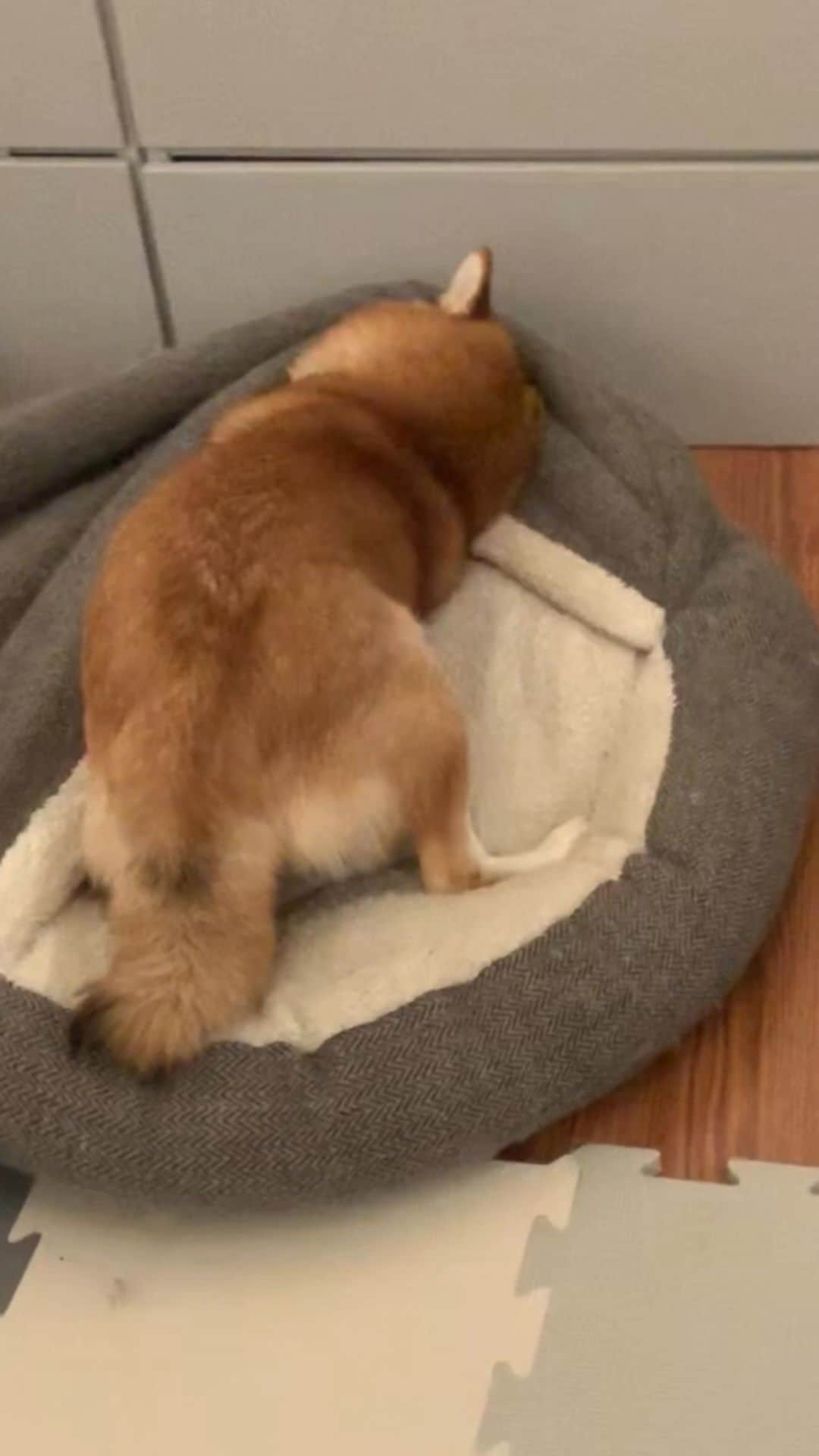 ?Fricko the Shiba Inu?のインスタグラム：「Pre walk silliness 🤪🤪  🐾 🐾 🐾 #Fricko #🐶 #☀️ #shiba #shibainu #dog #柴犬 #赤柴  #adorable #shibaholics  #dogoftheday  #weeklyfluff #aww #dogstagram  #puppiesofinstagram #shibalove #shibastagram #shibadog #shibasofinstagram #doglovers」