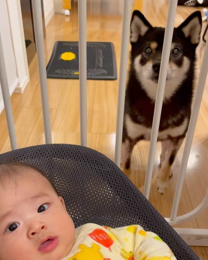 まめ丸のインスタグラム：「* * ぼくのおなら🌬におどろいて キョロキョロするちび丸くん🐶💧 #まめ丸とちび丸 * 👶 What's that noise❓ 🐶 Oops, I farted❗️ * #モフモフのお兄ちゃん #なんのおとだろ👶🍼❓ * #柴犬#豆柴#柴#黒柴#犬#いぬのきもち#犬のいる暮らし#赤ちゃんと犬#犬と赤ちゃん#ベビフル#ママリ#生後5ヶ月 #shiba#shibainu#shibastagram#shibadog#puppy#instadog#dogstagram#dog#instashiba#pet#강아지#멍스타그램#doglover#dogandbaby#babyanddog」