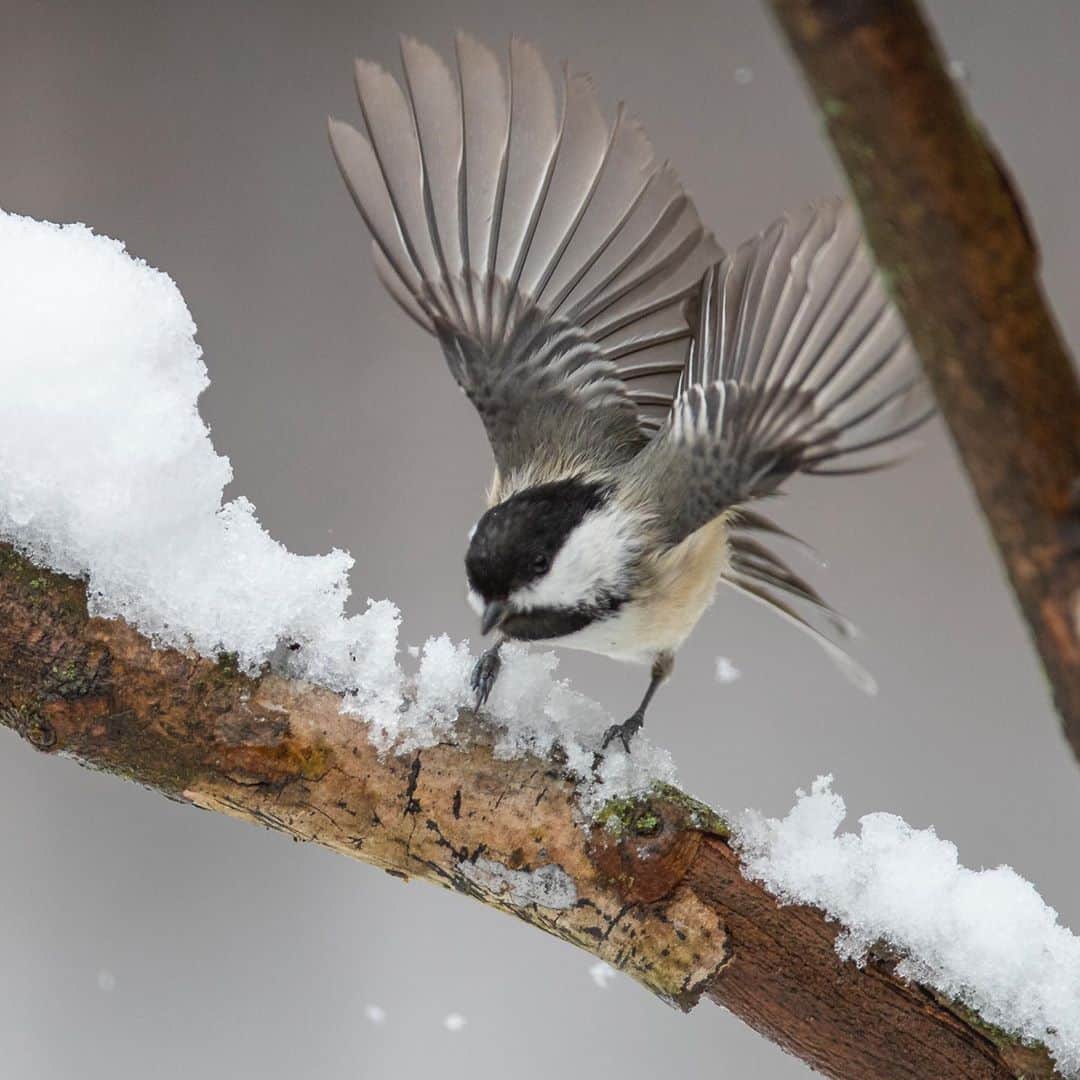 Tim Lamanさんのインスタグラム写真 - (Tim LamanInstagram)「Photos by @TimLaman.  Black-capped Chickadees.  Active, acrobatic, curious, resilient little songbirds that can somehow survive cold winters despite only weighing 12 grams.  Loved by many!  Photographed in the snow in my backyard.  Here are some fun chickadee facts courtesy of Cornell’s All About Birds website: • Chickadees hide seeds to eat later.  Each item is placed in a different spot, and they can remember thousands of hiding places. • Every autumn, Chickadees allow neurons with old information to die, and grow new ones to store new information (like where they put all those seeds). • Chickadee calls are complex and language-like, including predator alarms and contact calls. • Seeing a chickadee print on your wall can make you smile and give you a jolt of inspiration (I made that one up, but its true). - My Head Start Holiday Sale is now live.  If you’d like an inspiring little chickadee to decorate your home, or know a chickadee lover who needs a gift, check out the full selection at the Sale link in bio (or www.timlamanfineart.com). 12-inch square prints start at $100 right now! - #chickadee #backyardbirds #birds #nature #NewEngland #winter #snow」11月11日 0時10分 - timlaman