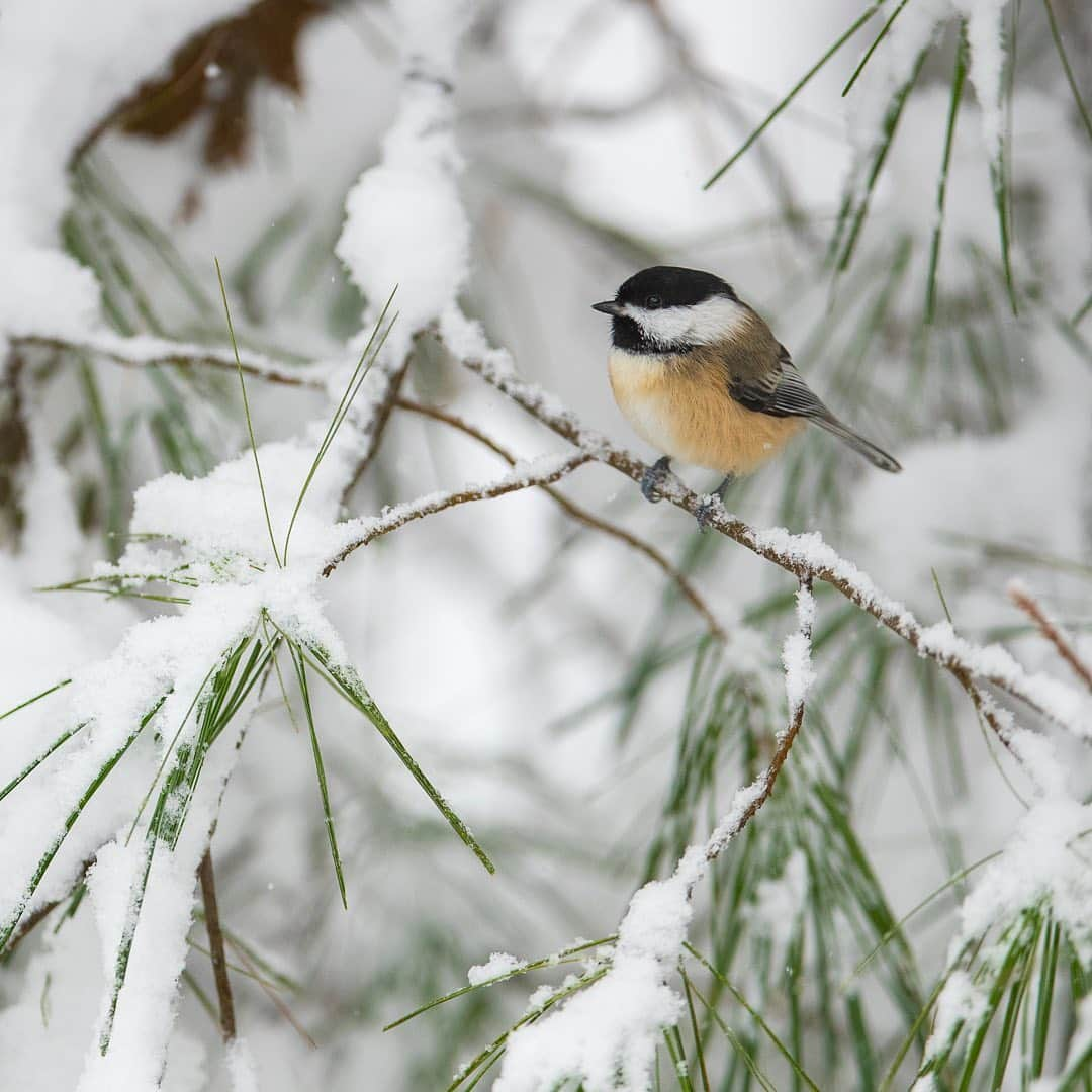 Tim Lamanさんのインスタグラム写真 - (Tim LamanInstagram)「Photos by @TimLaman.  Black-capped Chickadees.  Active, acrobatic, curious, resilient little songbirds that can somehow survive cold winters despite only weighing 12 grams.  Loved by many!  Photographed in the snow in my backyard.  Here are some fun chickadee facts courtesy of Cornell’s All About Birds website: • Chickadees hide seeds to eat later.  Each item is placed in a different spot, and they can remember thousands of hiding places. • Every autumn, Chickadees allow neurons with old information to die, and grow new ones to store new information (like where they put all those seeds). • Chickadee calls are complex and language-like, including predator alarms and contact calls. • Seeing a chickadee print on your wall can make you smile and give you a jolt of inspiration (I made that one up, but its true). - My Head Start Holiday Sale is now live.  If you’d like an inspiring little chickadee to decorate your home, or know a chickadee lover who needs a gift, check out the full selection at the Sale link in bio (or www.timlamanfineart.com). 12-inch square prints start at $100 right now! - #chickadee #backyardbirds #birds #nature #NewEngland #winter #snow」11月11日 0時10分 - timlaman