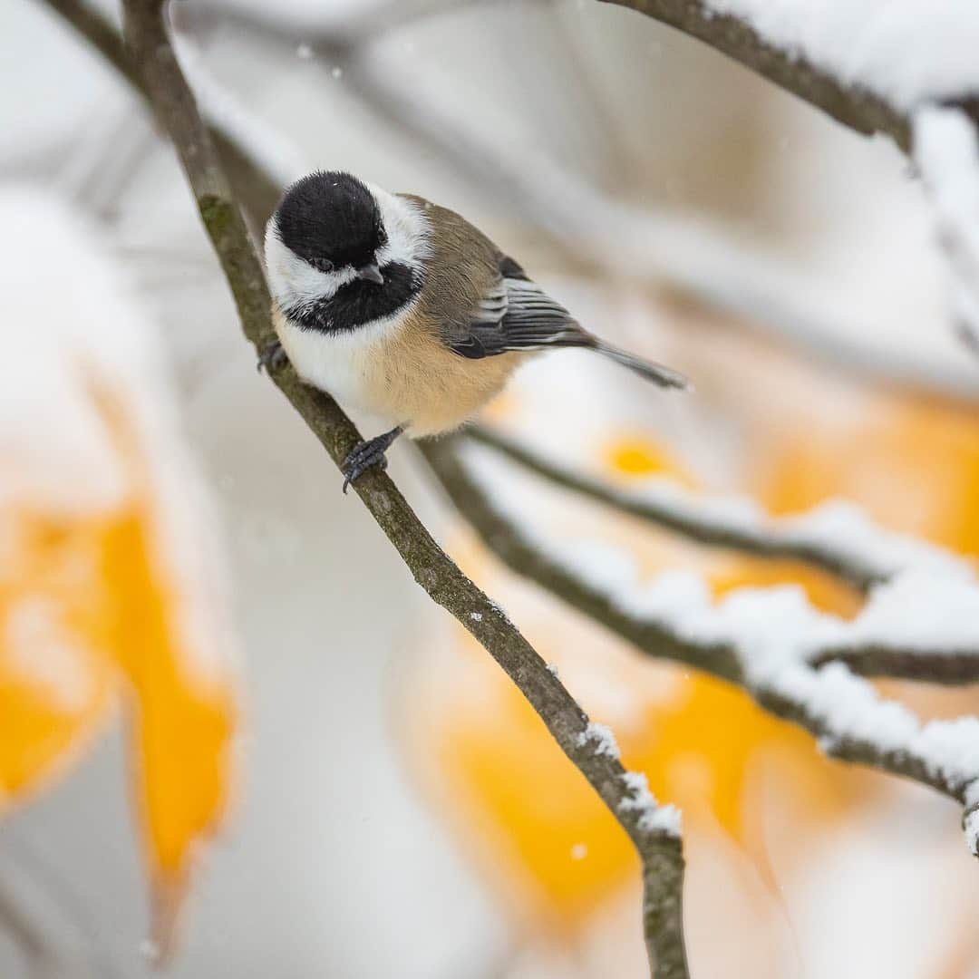 Tim Lamanさんのインスタグラム写真 - (Tim LamanInstagram)「Photos by @TimLaman.  Black-capped Chickadees.  Active, acrobatic, curious, resilient little songbirds that can somehow survive cold winters despite only weighing 12 grams.  Loved by many!  Photographed in the snow in my backyard.  Here are some fun chickadee facts courtesy of Cornell’s All About Birds website: • Chickadees hide seeds to eat later.  Each item is placed in a different spot, and they can remember thousands of hiding places. • Every autumn, Chickadees allow neurons with old information to die, and grow new ones to store new information (like where they put all those seeds). • Chickadee calls are complex and language-like, including predator alarms and contact calls. • Seeing a chickadee print on your wall can make you smile and give you a jolt of inspiration (I made that one up, but its true). - My Head Start Holiday Sale is now live.  If you’d like an inspiring little chickadee to decorate your home, or know a chickadee lover who needs a gift, check out the full selection at the Sale link in bio (or www.timlamanfineart.com). 12-inch square prints start at $100 right now! - #chickadee #backyardbirds #birds #nature #NewEngland #winter #snow」11月11日 0時10分 - timlaman