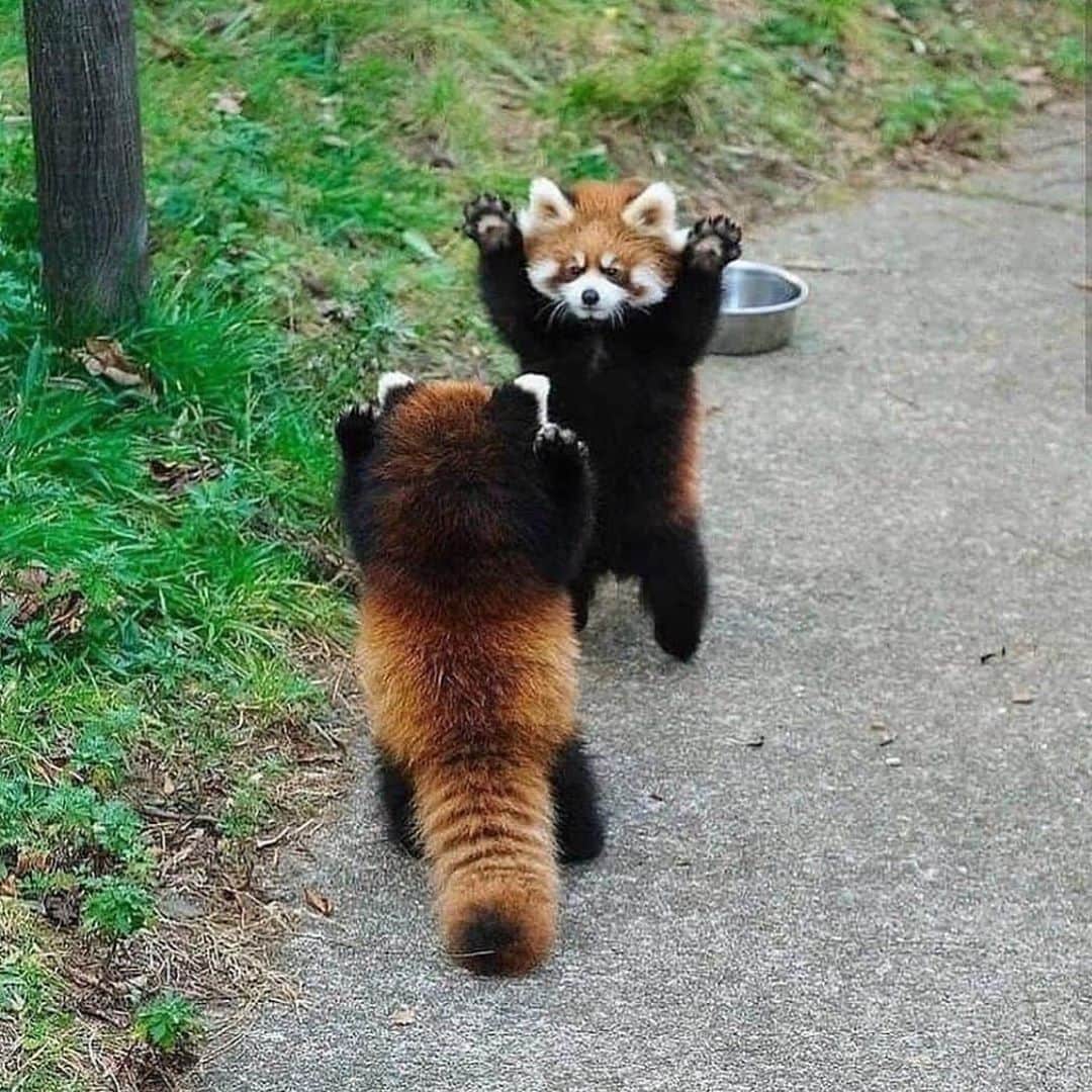 animalsさんのインスタグラム写真 - (animalsInstagram)「When they feel threatened, red pandas stand up and extend their claws to look bigger and more dangerous 🥺🐼  Photo via @discoverwildlife」11月11日 0時29分 - babyanmlpics