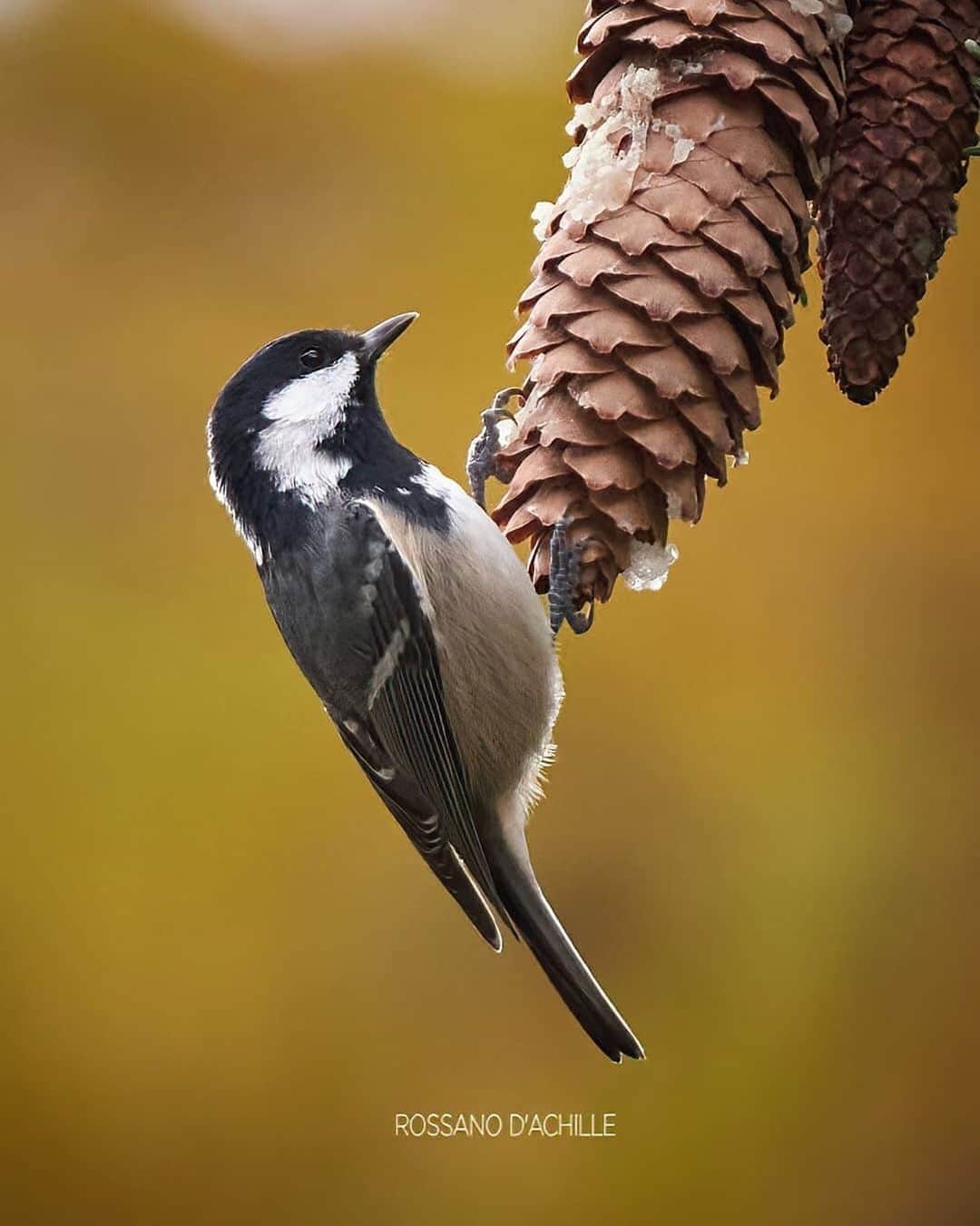 Ricoh Imagingのインスタグラム：「This beautiful image was captured by our #teampentax fan @radiodack with the #pentaxk70.」