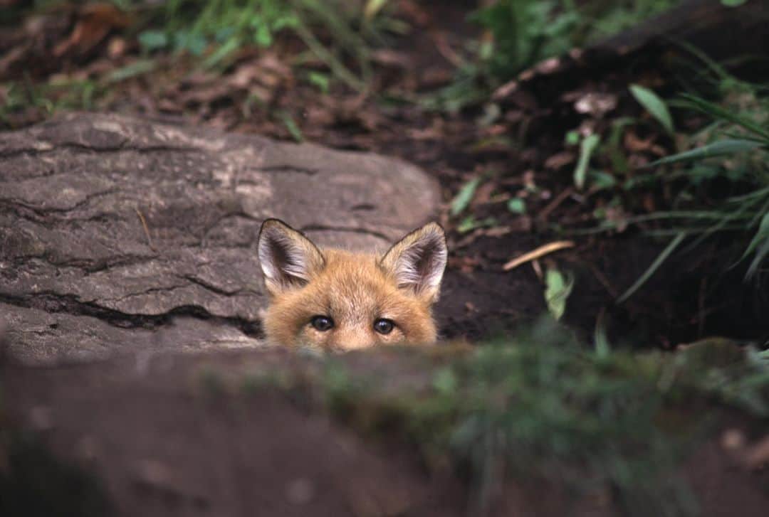 アニマルプラネットさんのインスタグラム写真 - (アニマルプラネットInstagram)「Do you think they can see me? . . . . . #toocute #toocutetuesday #fox #hiding #hideandseek #animalplanet #mammal #pictureoftheday #photooftheday」11月11日 0時55分 - animalplanet