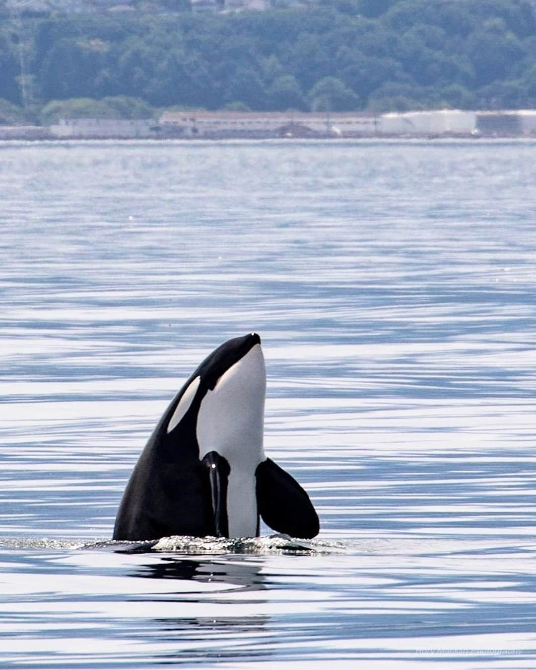 Explore Canadaさんのインスタグラム写真 - (Explore CanadaInstagram)「“I remember this day really well, one of the best of the summer. Glassy calm water, a gentle swell that could put you to sleep, rainbow light passing through a mist way above our heads, and some socializing T077s all in the shadow of the beautiful Olympic Mountains. When everything comes together like that, you can’t help but appreciate and marvel at how all these incredible events are part of a greater unity.”⁠ #ExploreCanada⁠ #CanadaNice⁠ ⁠ *Know before you go! Check the most up-to-date travel restrictions and border closures before planning your trip and if you're travelling in Canada, download the COVID Alert app to your mobile device.*⁠ ⁠ 📷: @roryshappycritters⁠ 📍: @tourismvancouverisland, @hellobc⁠ ⁠ #ExploreBC #ExploreVancouverIsland」11月11日 1時02分 - explorecanada